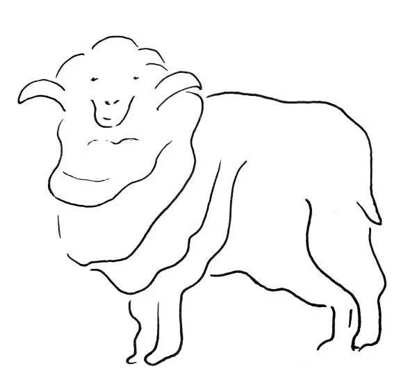 Piirros merinovillalampaasta.