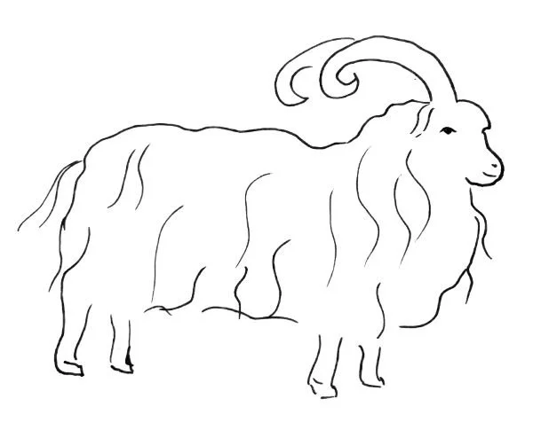 Piirretty vuohi, jossa pitkät sarvet ja pitkä häntä.