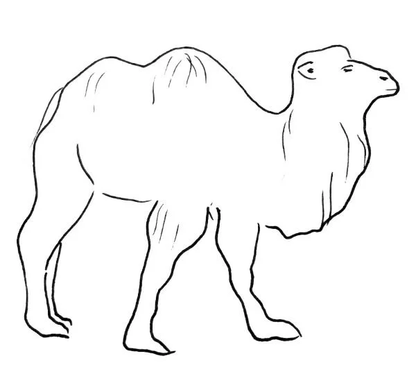 Piirustus kamelista, joka kävelee.