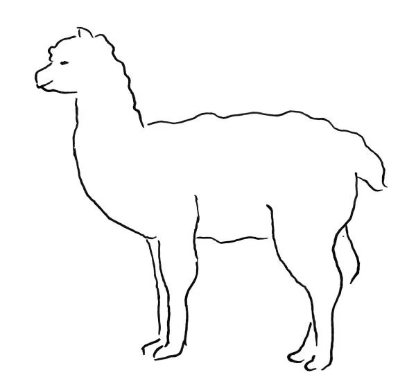 Piirros alpakkasta, yksinkertainen ja mustavalkoinen