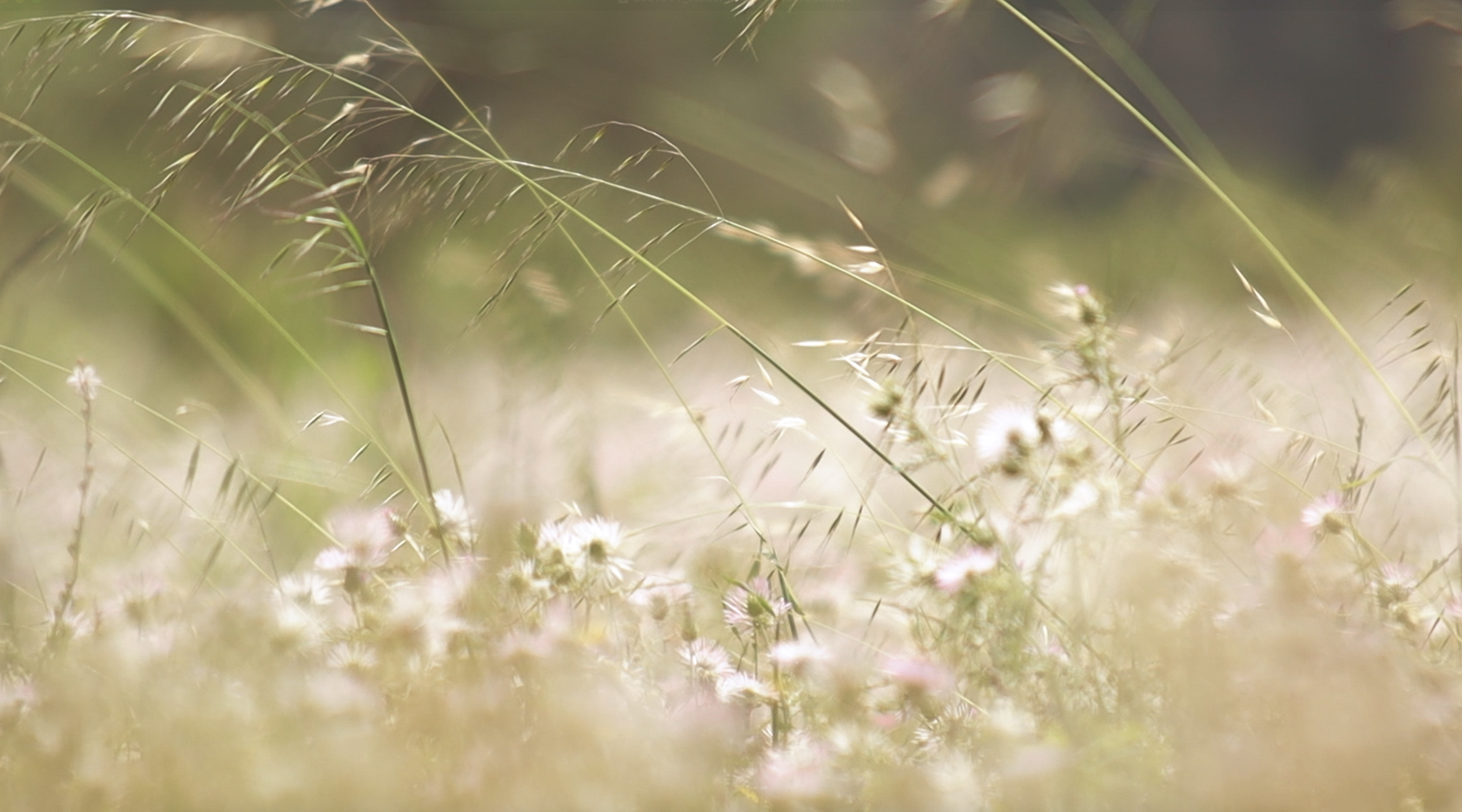 Soft focus of tall grass and wildflowers in a field, with a blurred background.