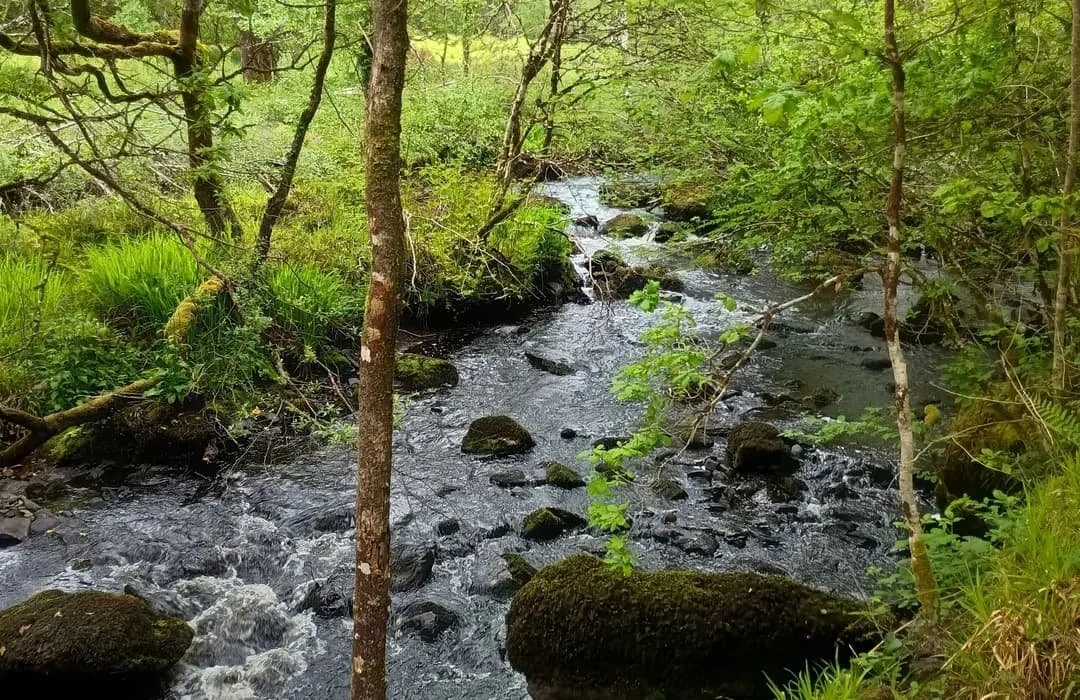 Enjoy a loop walk through ancient woodlands at Brackloon Woods