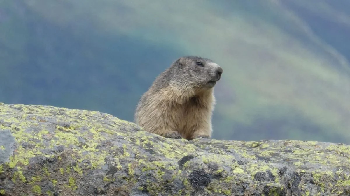 Une marmotte assise sur une roche en montagne, avec un fond flou de paysages montagneux et un ciel brumeux.