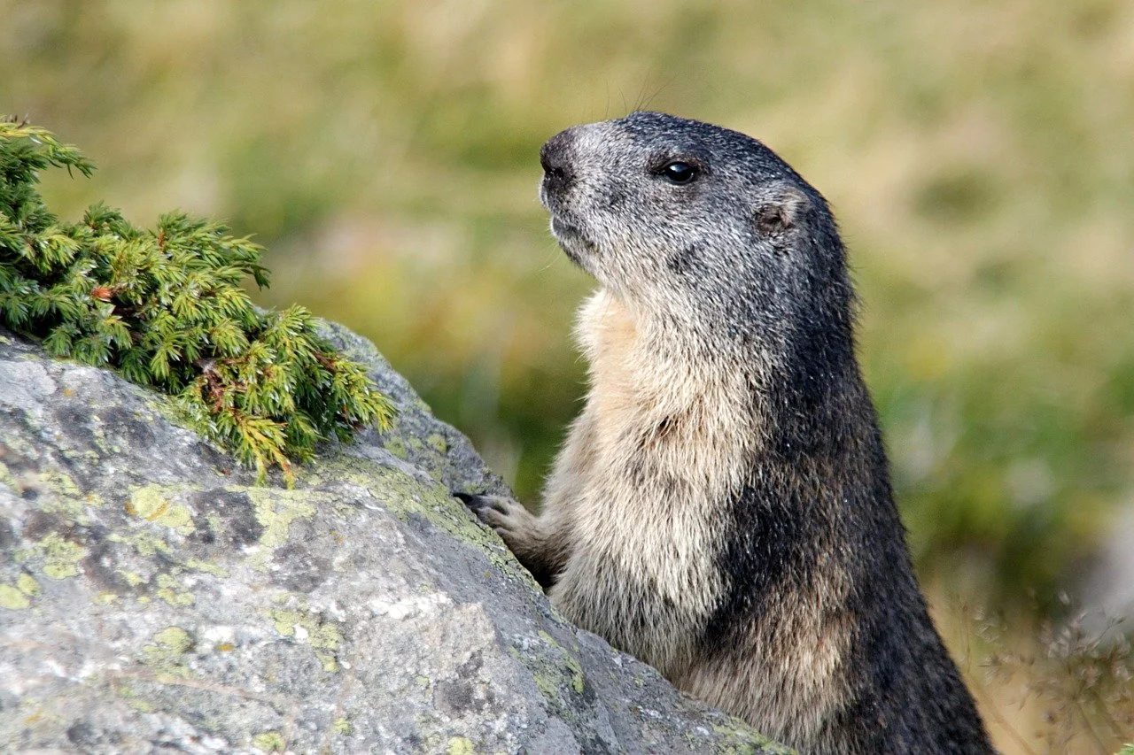 Marmotte debout sur un rocher, avec de la verdure en arrière-plan.
