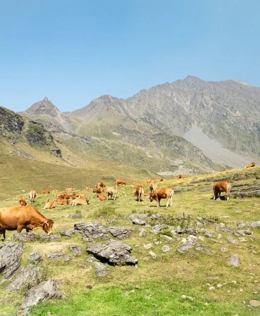 vaches broutant dans un paysage montagneux vert