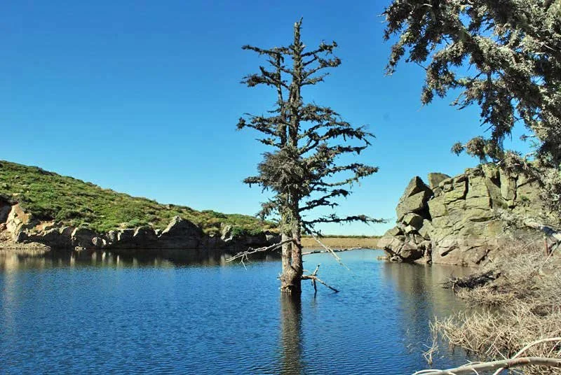 Arbre seul au centre d'un lac ou étang, entouré de rochers et de végétation, sous un ciel bleu clair.