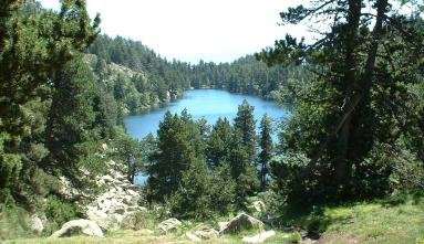 Lac entouré d'arbres dans une forêt.