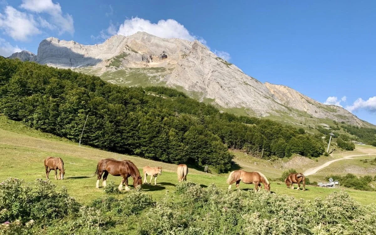 Paysage de montagnes avec des chevaux dans un pré verdoyant et des arbres.
