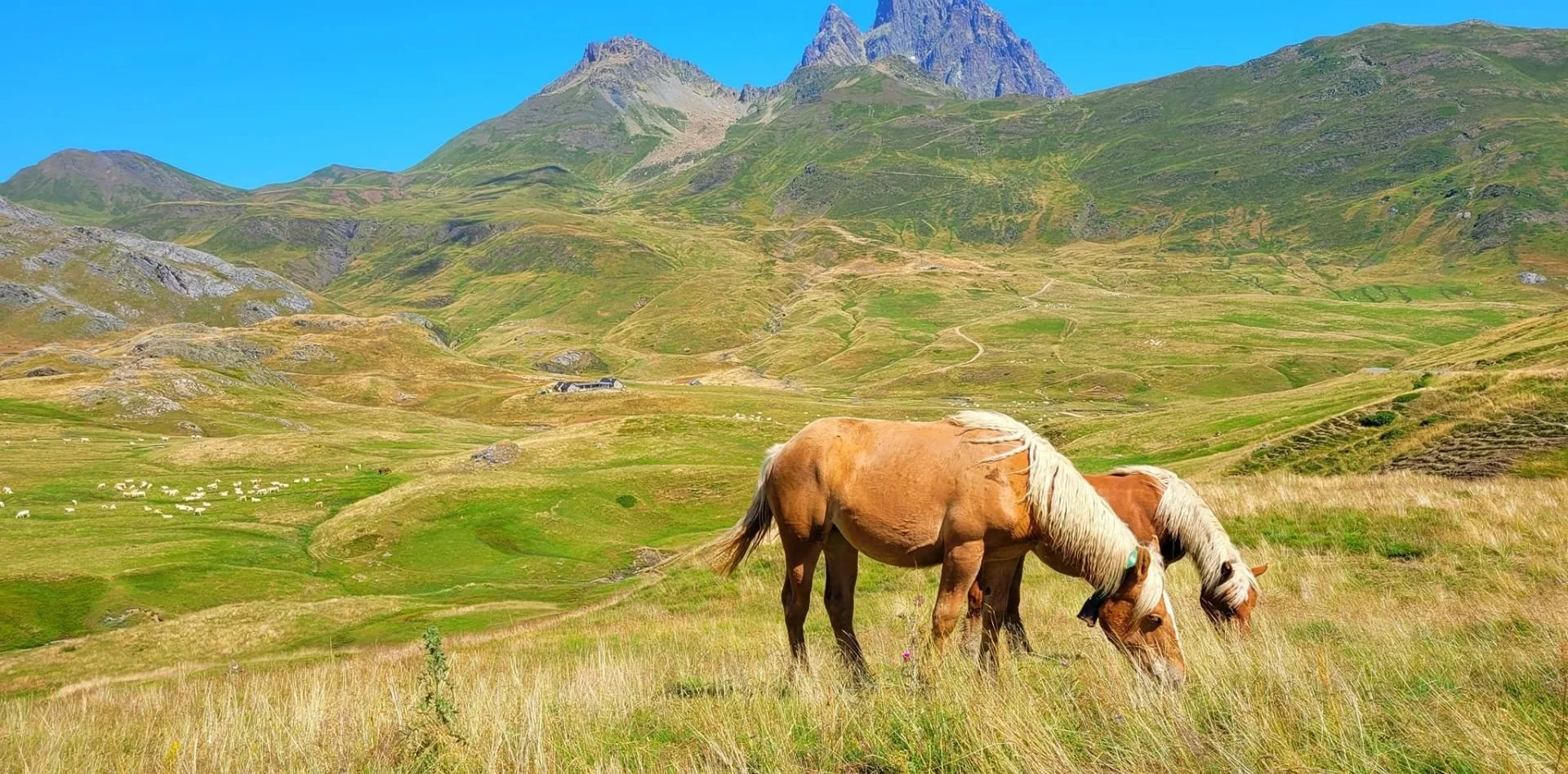 Deux chevaux bruns avec des crinières blanches paissent dans un champ verdoyant avec des montagnes en arrière-plan sous un ciel clair.