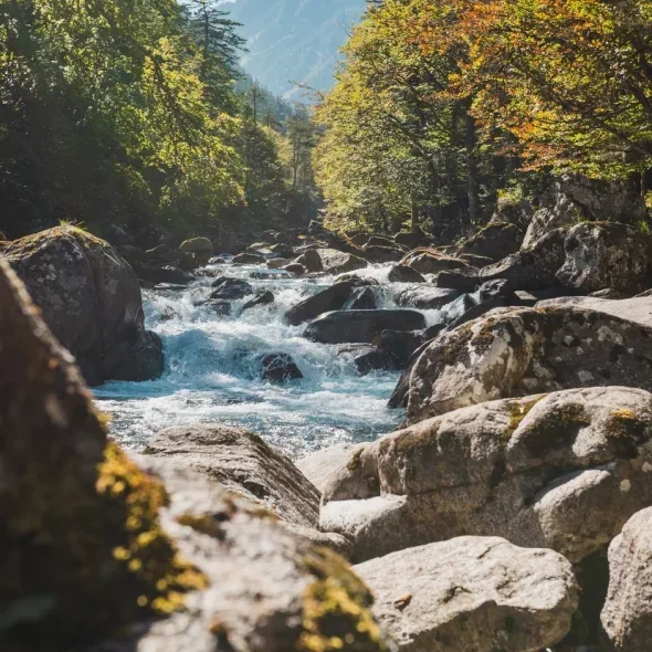 Rivière de montagne entourée d'arbres en automne, avec des rochers dans l'eau.