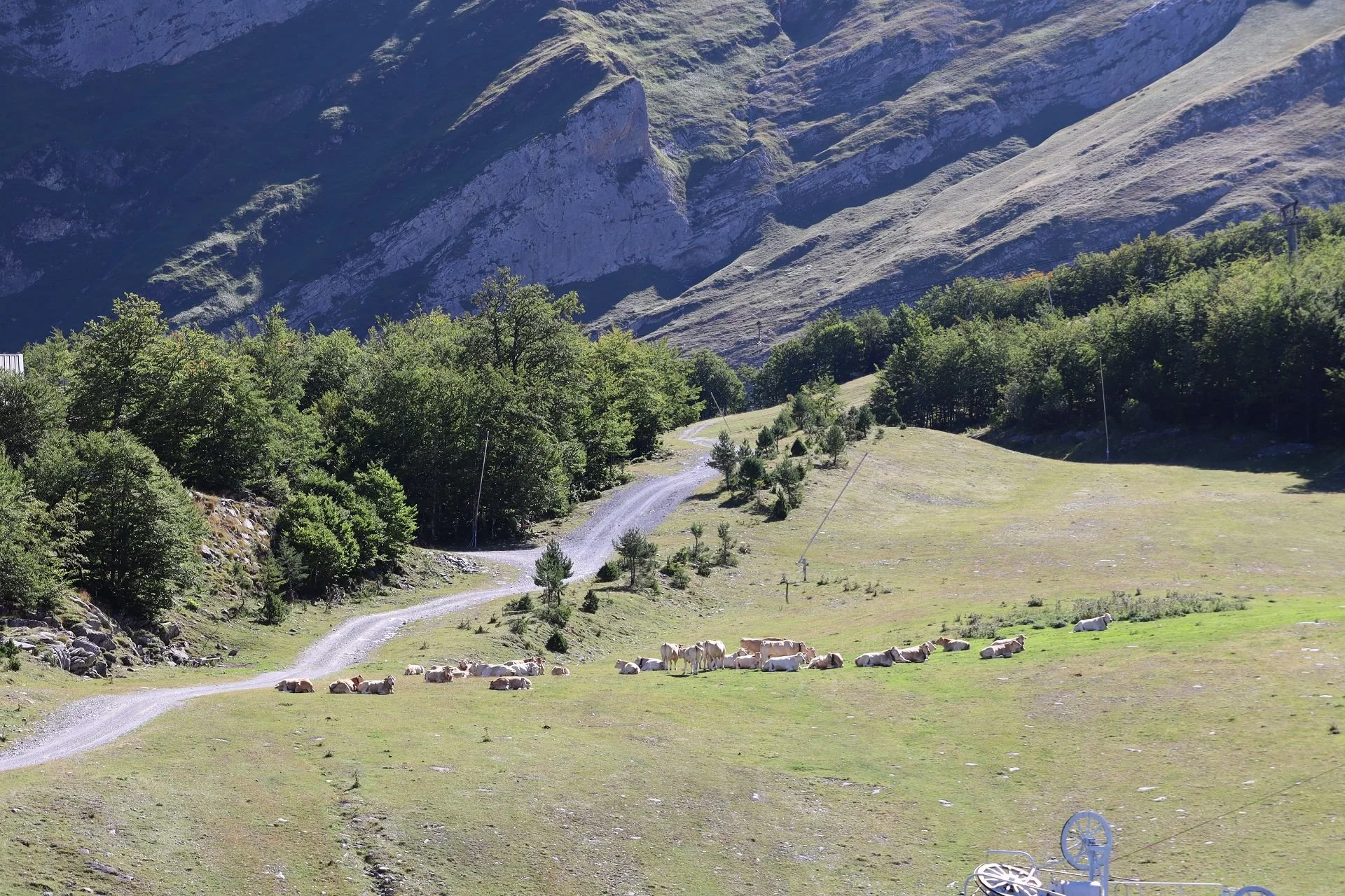 Un paysage de montagne avec une forêt verte, une route poussiéreuse, un troupeau de vaches, et un sommet rocheux en arrière-plan.