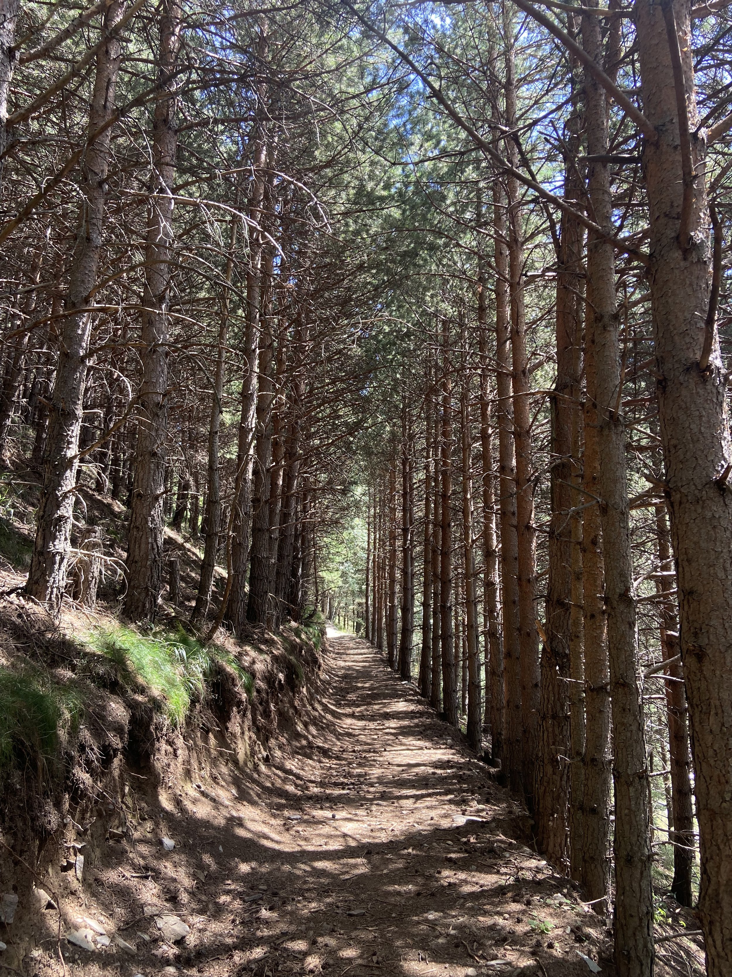 Sentier forestier bordé d'arbres denses avec un sol en terre, sous un ciel bleu visible à travers les branches.
