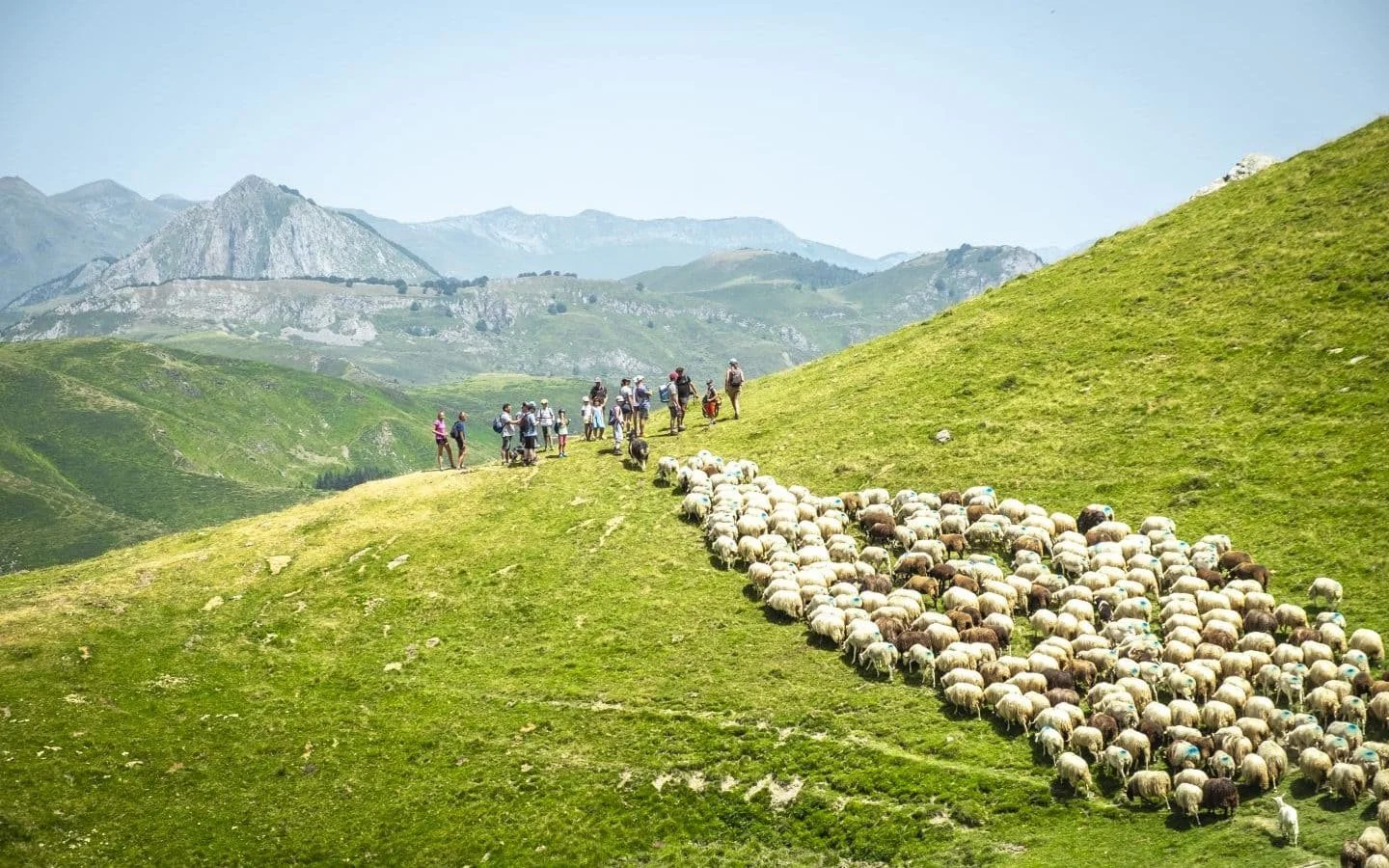 Un groupe de bergers guidant un troupeau de moutons à travers une colline verte, avec des montagnes en arrière-plan sous un ciel clair.