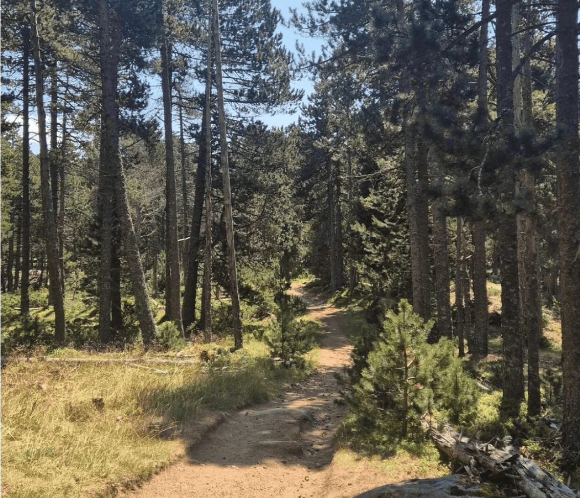 Chemin forestier entouré d'arbres avec un ciel bleu en arrière-plan.