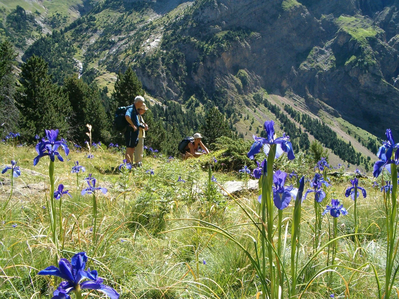 Trois randonneurs dans une vallée alpine avec des fleurs violettes au premier plan, entourés de montagnes verdoyantes et de conifères.