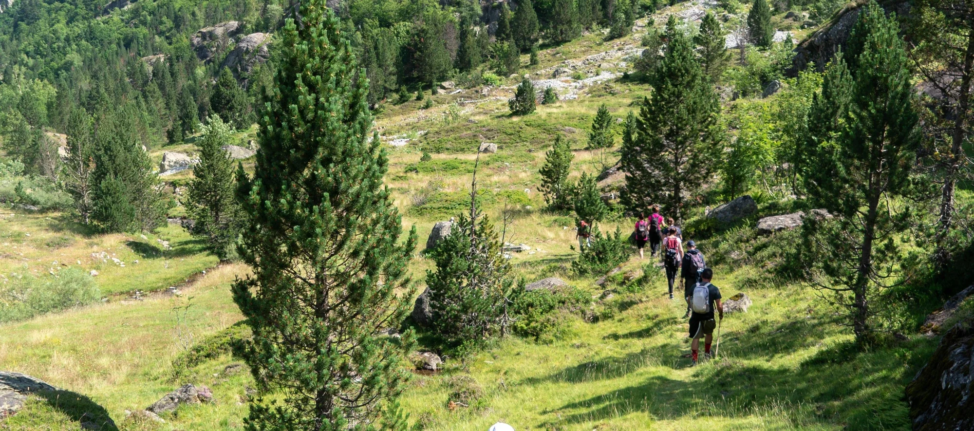 Groupe de randonneurs marchant dans une vallée verdoyante entourée d'arbres et de rochers en montagne.