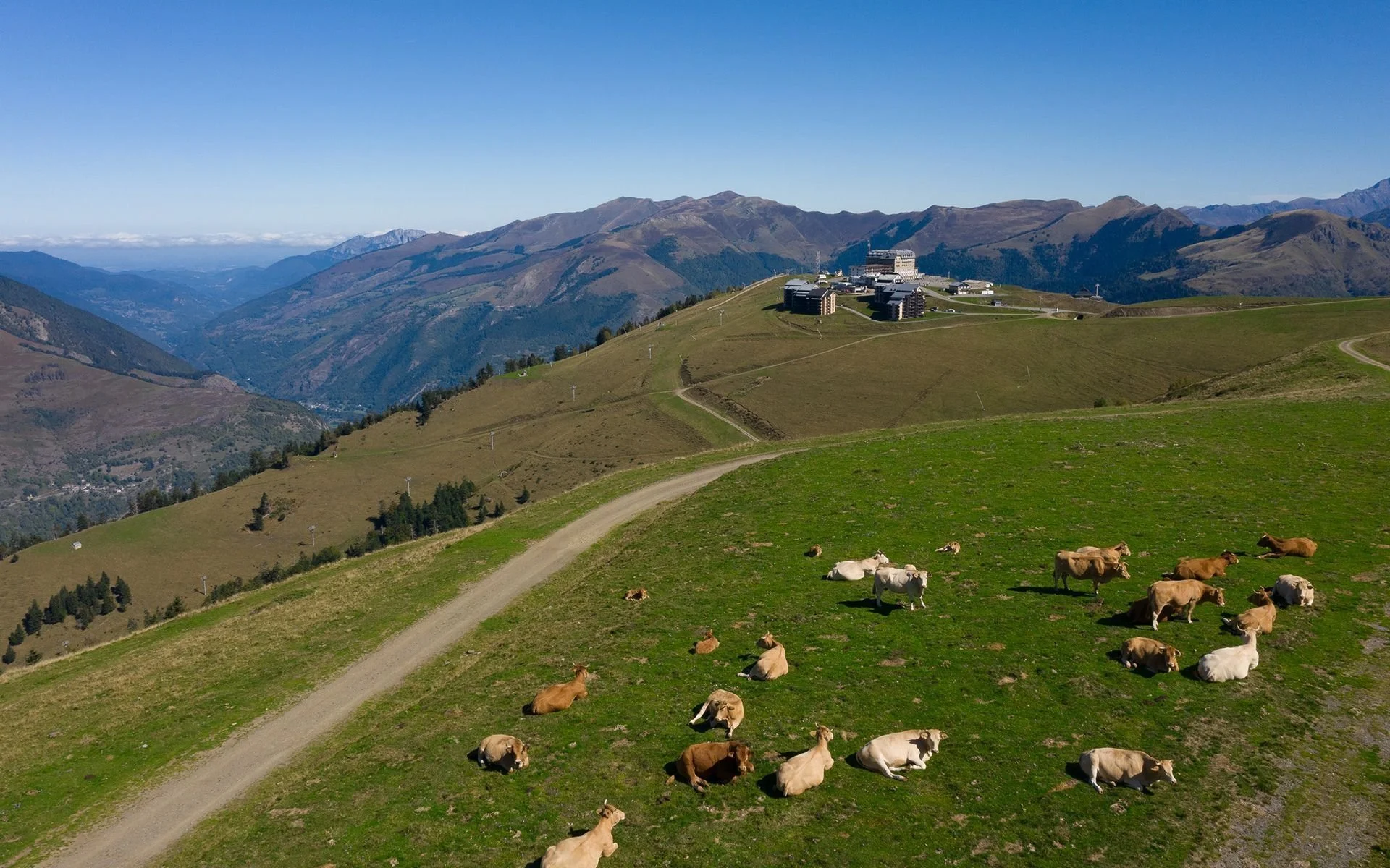 Vaches paissant sur une colline verdoyante avec un chemin sinueux, vue sur des montagnes au loin, bâtiments modernes au sommet de la colline, ciel clair et ensoleillé.