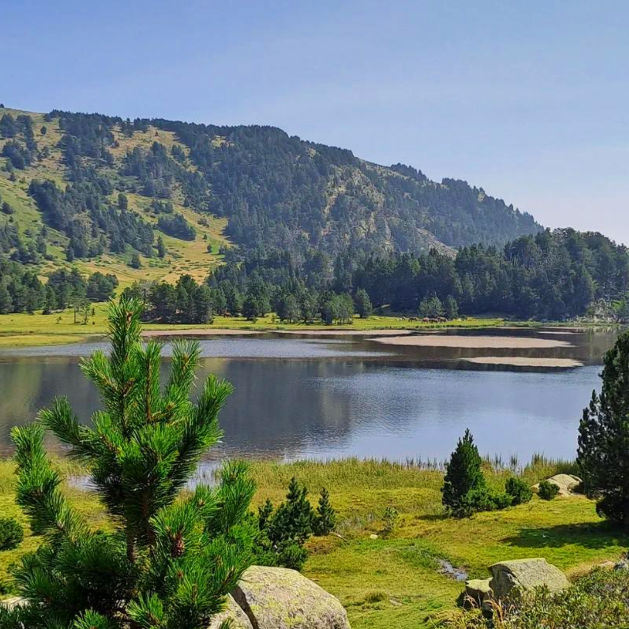 Landscape montagneux avec un lac au premier plan, entouré d'arbres et d'une forêt dense, sous un ciel dégagé.