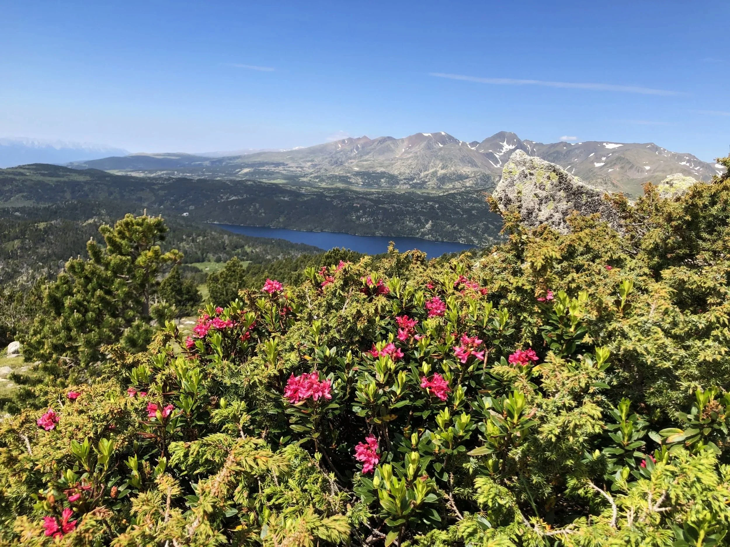 Paysage de montagnes avec un lac, des arbres verts, des fleurs roses et un ciel bleu clair.
