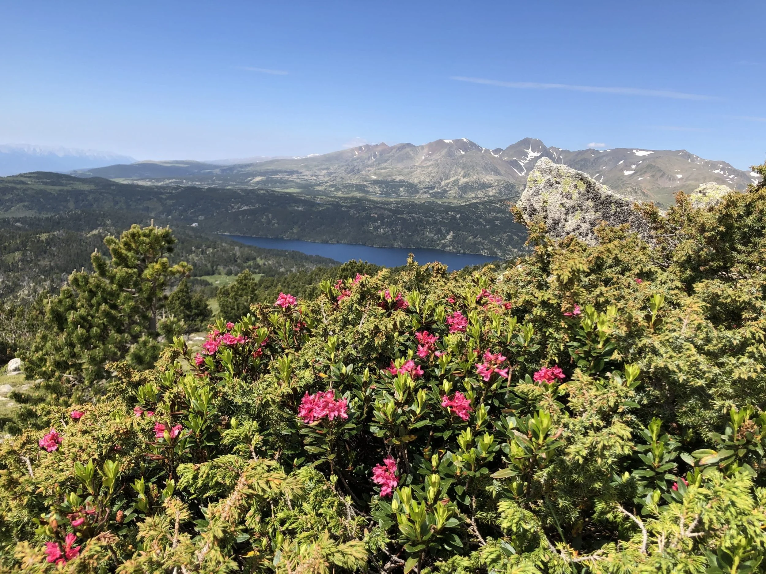 Paysage de montagnes avec un lac, des arbres et des fleurs en premier plan, ciel clair et montagnes enneigées en arrière-plan.