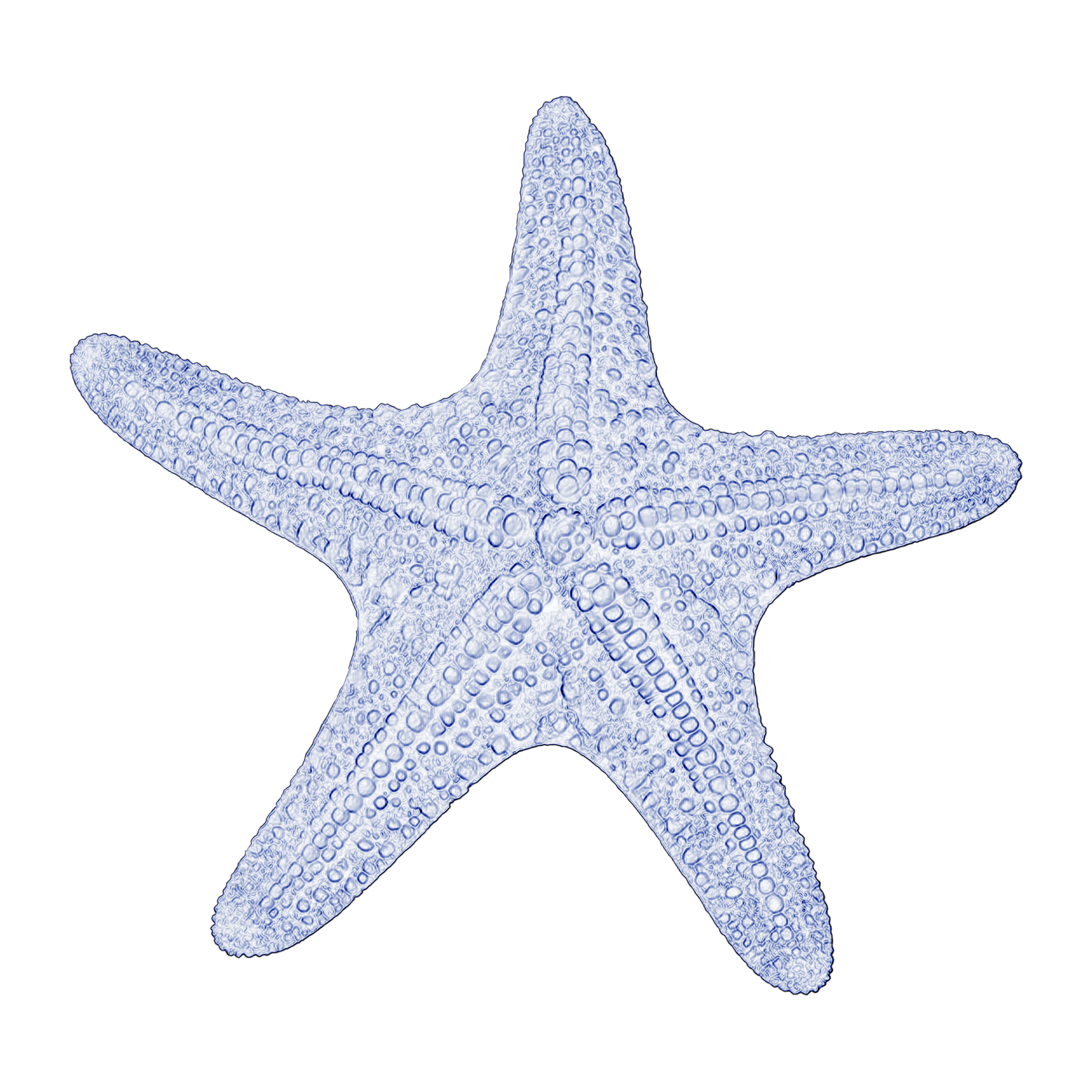 STARFISH.png