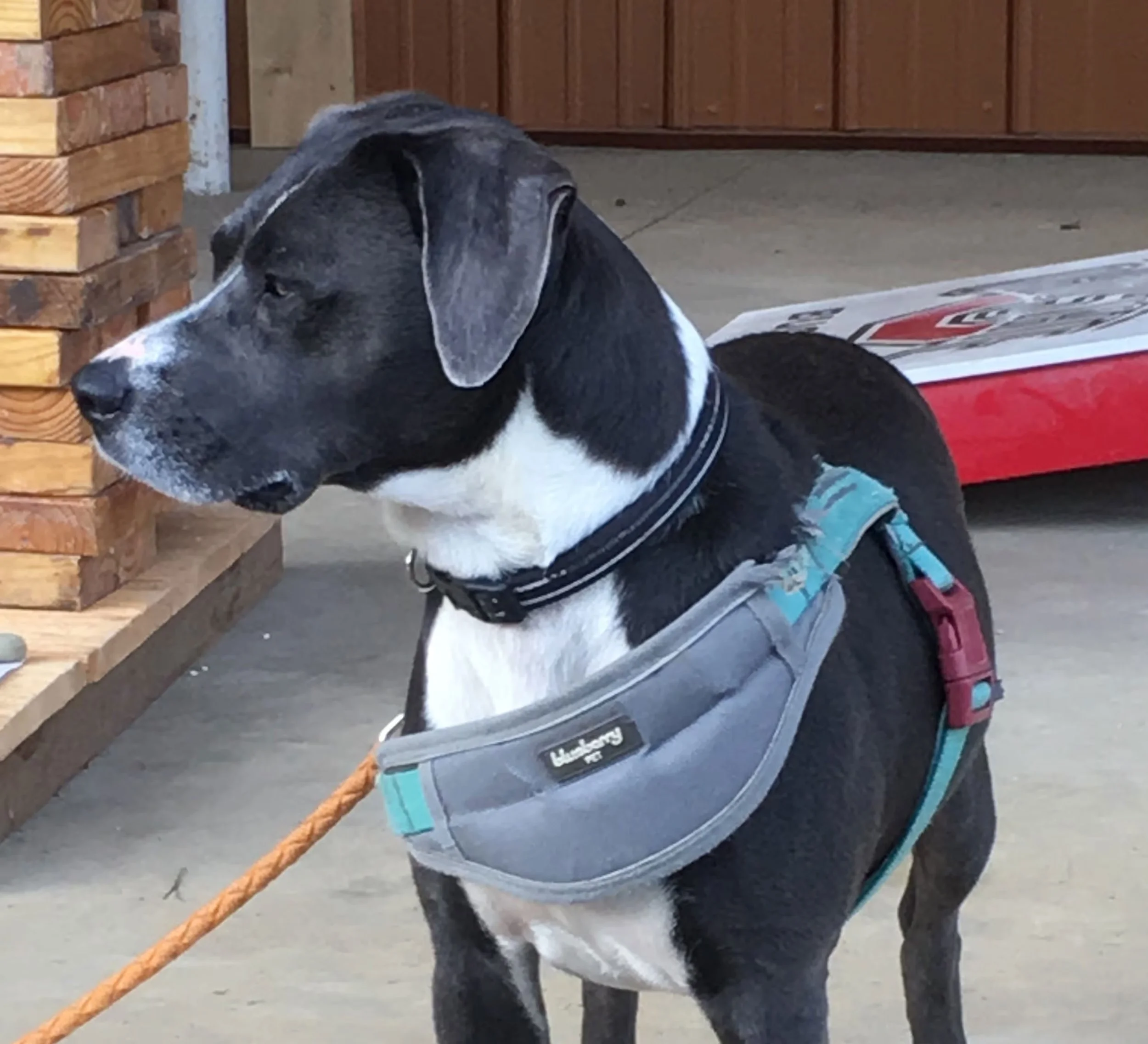 A black and white beagle dog sitting on a concrete ground, wearing a harness, with a leash attached. The dog is next to a stack of wooden planks on the left and a wooden door in the background, with some newspaper on the ground.