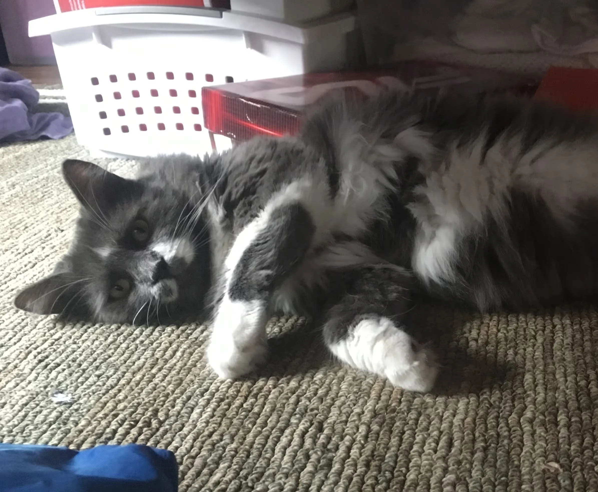 A black and white cat lying on a carpeted floor, with a laundry basket and a red-and-black electronic device or speaker behind it.