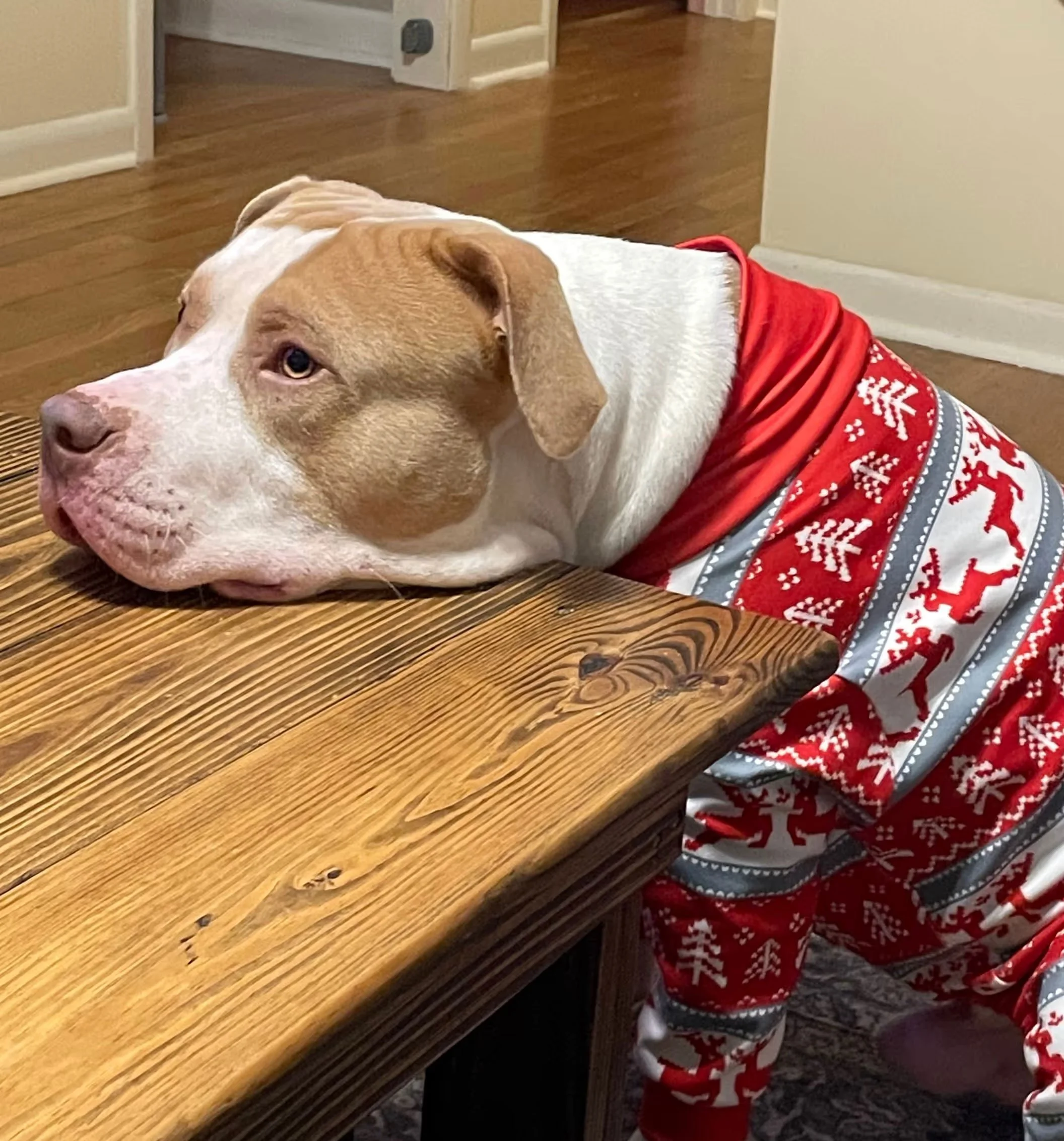 A dog lying on a wooden floor nearby a person's leg, wearing a red and white patterned sweater.