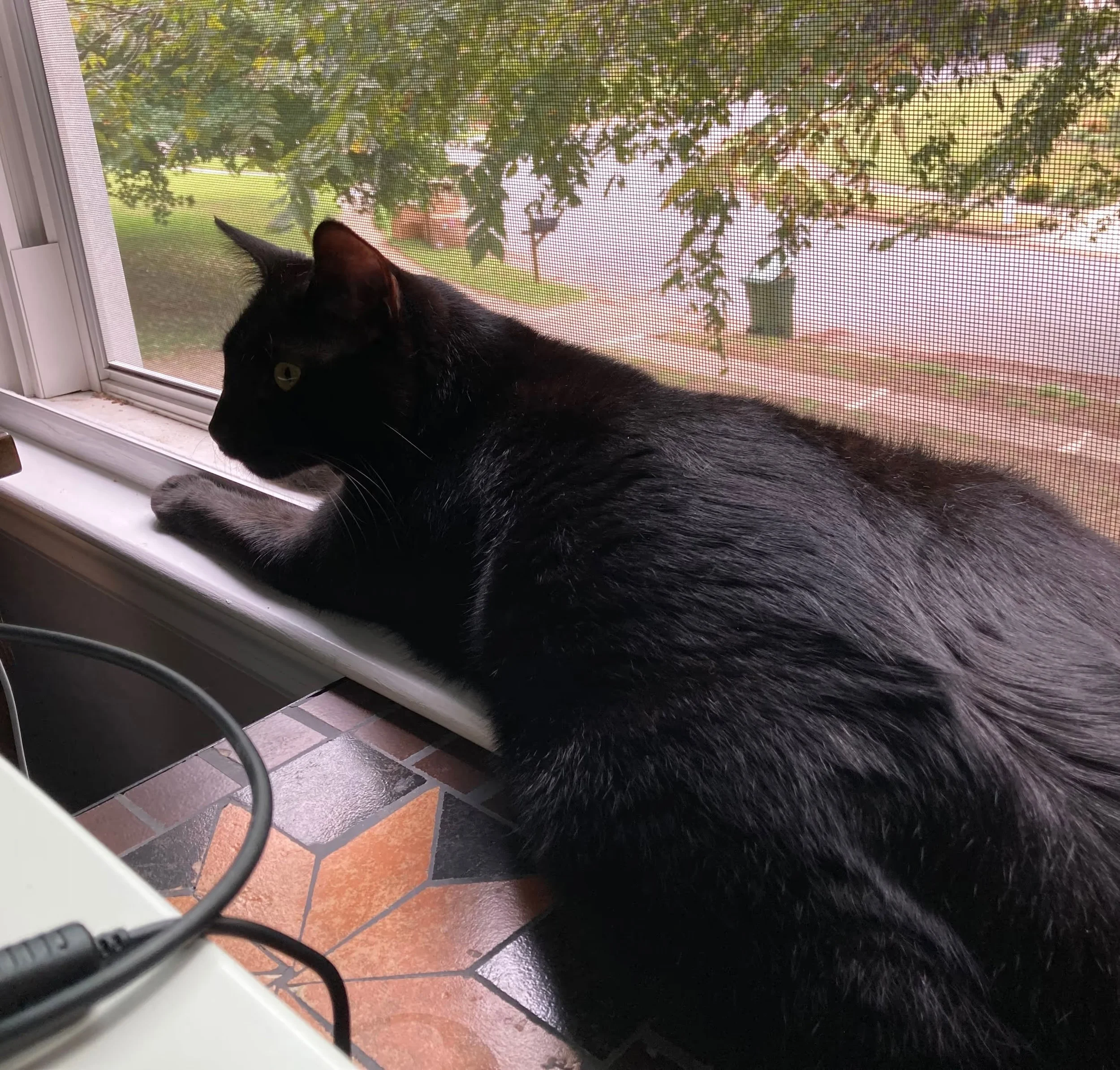 A black cat with green eyes lying on a white windowsill, with a screen and green foliage outside the window.