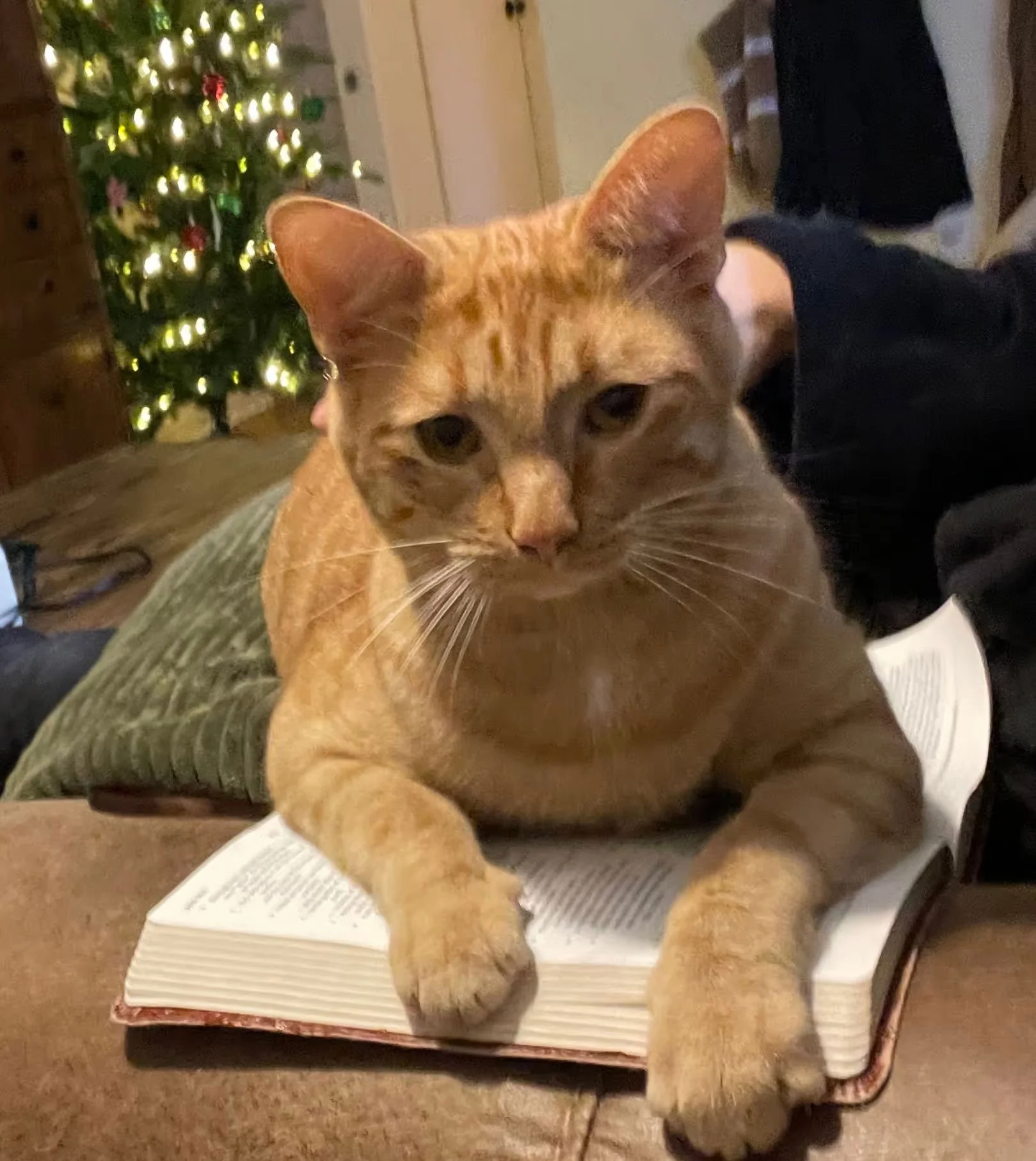 An orange tabby cat with darker orange stripes and green eyes lying on a book on a table. In the background, there is a decorated lit Christmas tree. The cat appears relaxed and looks directly at the camera.
