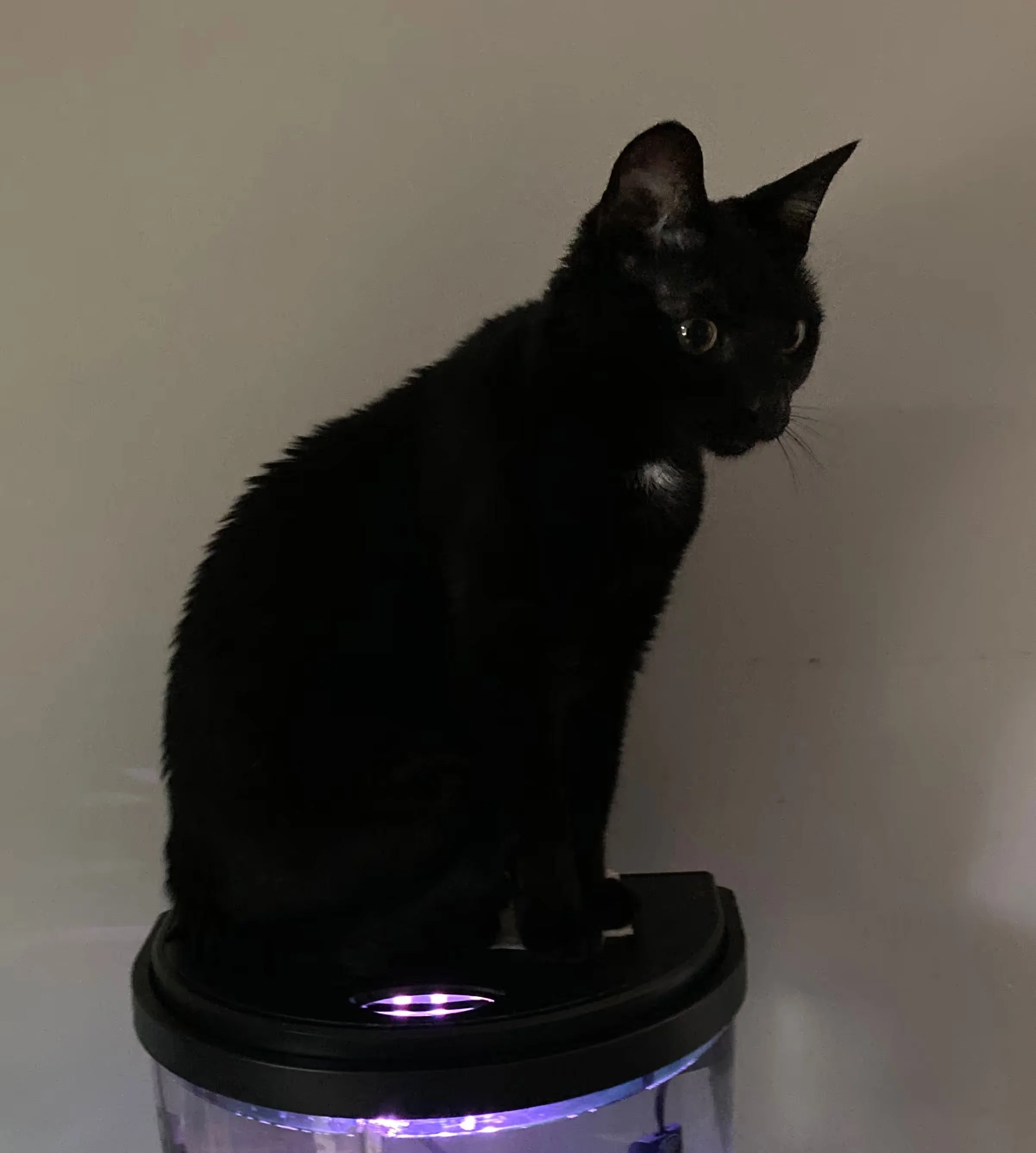 A black kitten wearing a collar with a bell, sitting on a round, glowing, black surface with purple lights underneath, against a plain light-colored background.