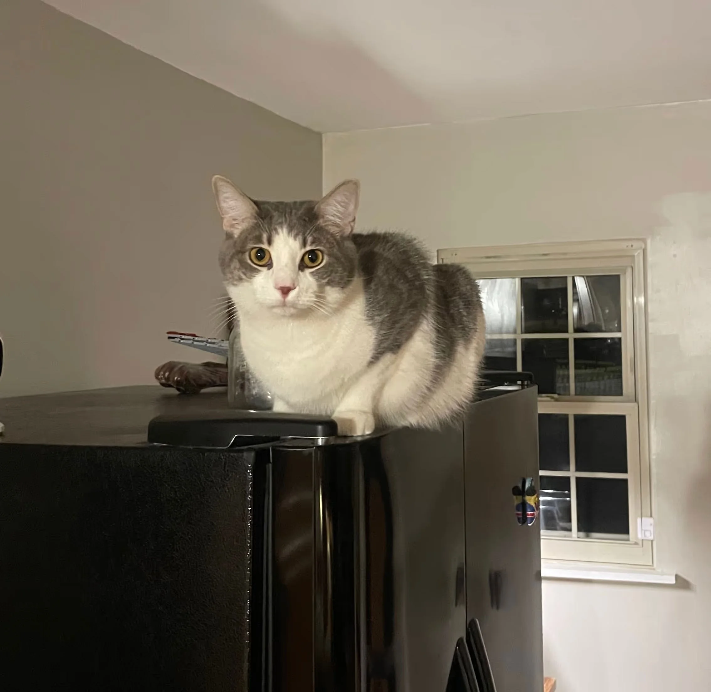 Gray and white tabby cat with yellow eyes standing on a dark surface in front of a window with blinds in a room with beige walls.