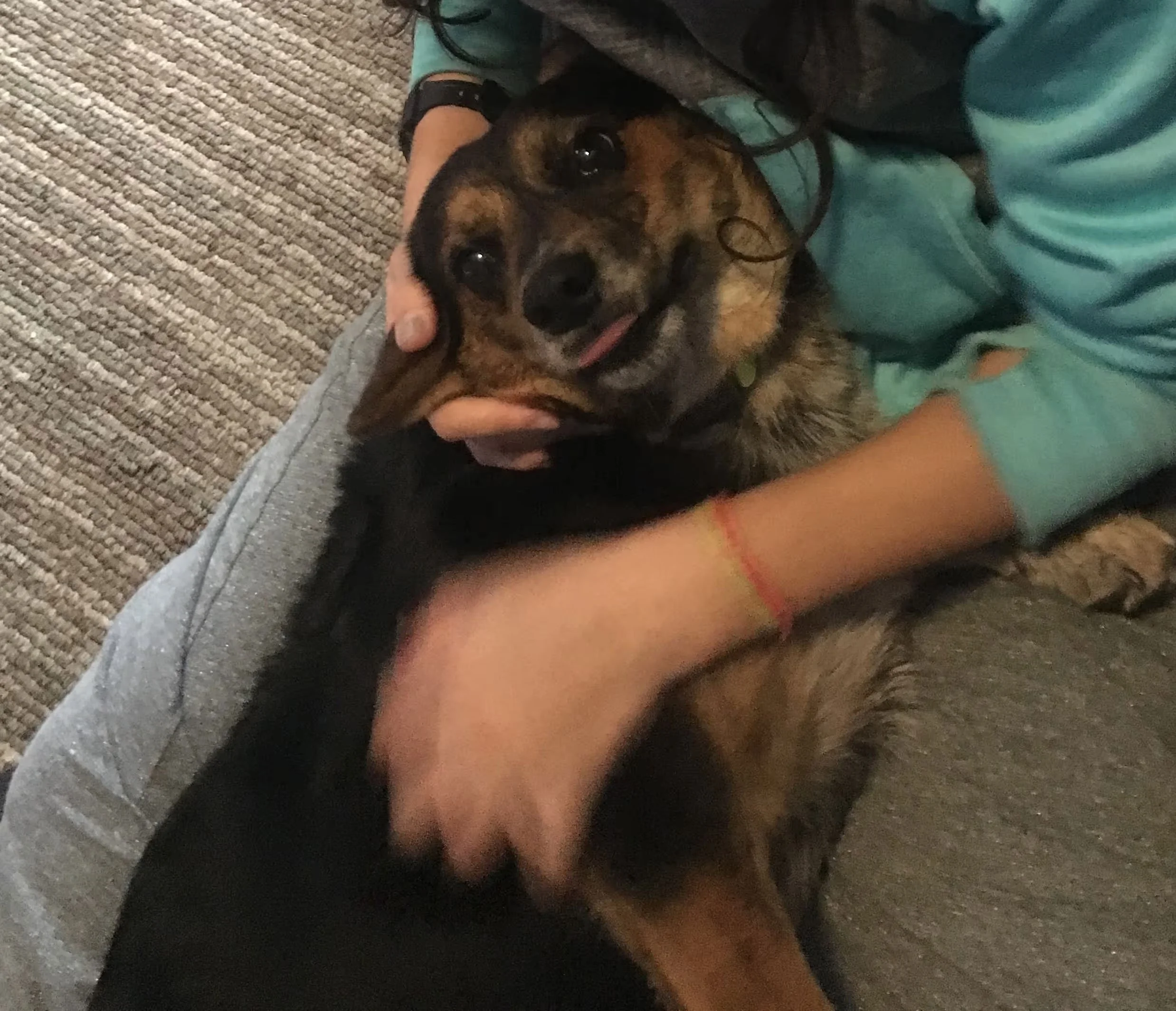 A dog lying on the carpeted floor, partially resting its head on a person's arm, with the person's hand gently holding the dog's face. The dog appears to be a small to medium-sized breed with a dark coat and expressive eyes. The setting is indoors, with the dog close to the person's body, suggesting a moment of affection or comfort.