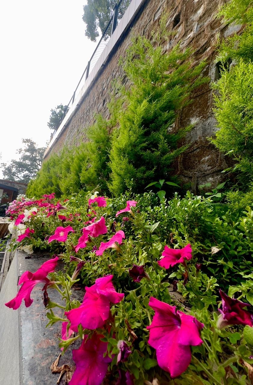 A close-up view of bright pink and white petunias blooming in a garden bed, with green foliage and a stone wall in the background.