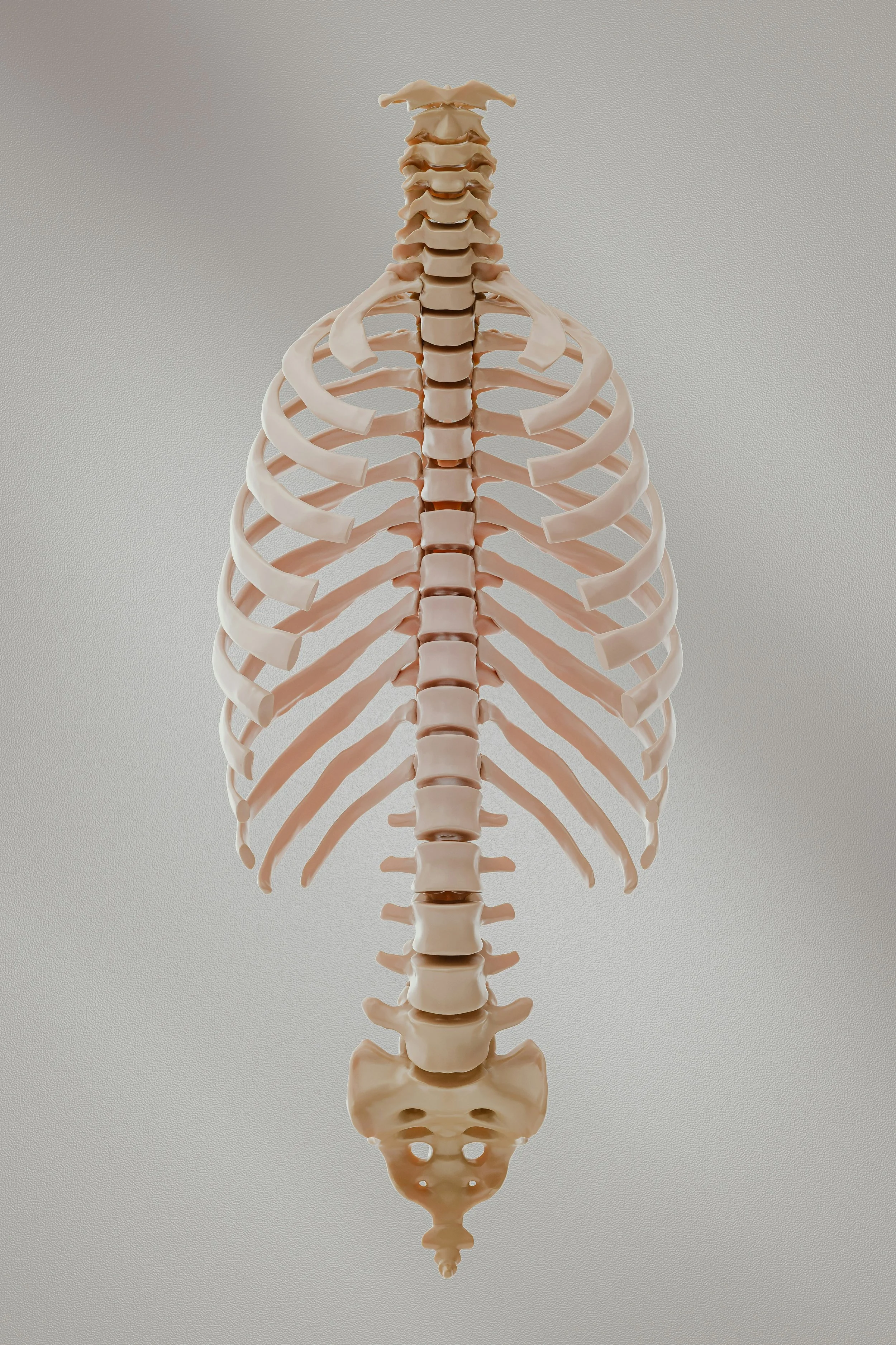 The Real "Core" Muscle