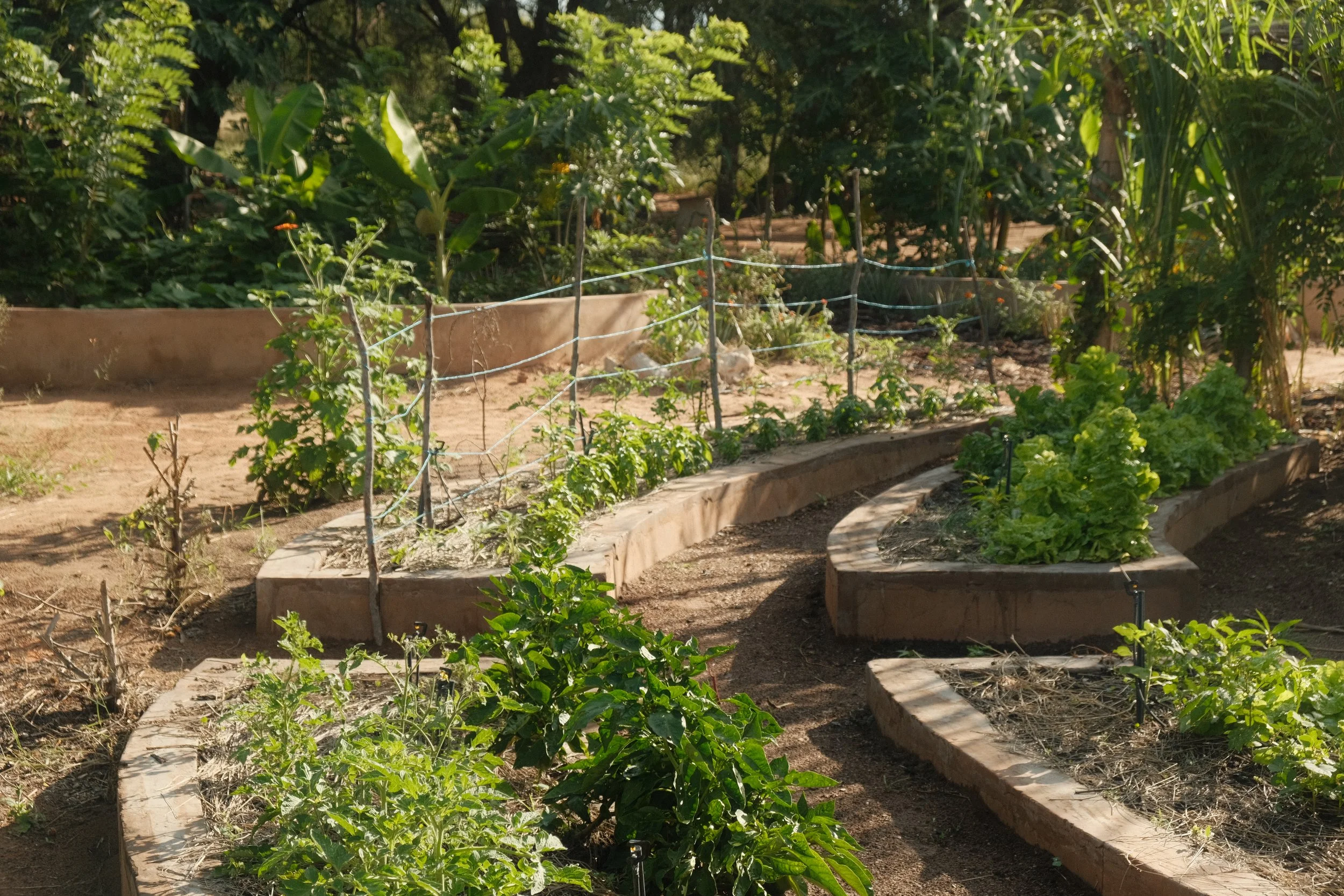 A garden with raised wooden beds filled with green plants and vegetables. The garden is surrounded by tall trees and lush foliage, with some wire fencing around the beds.