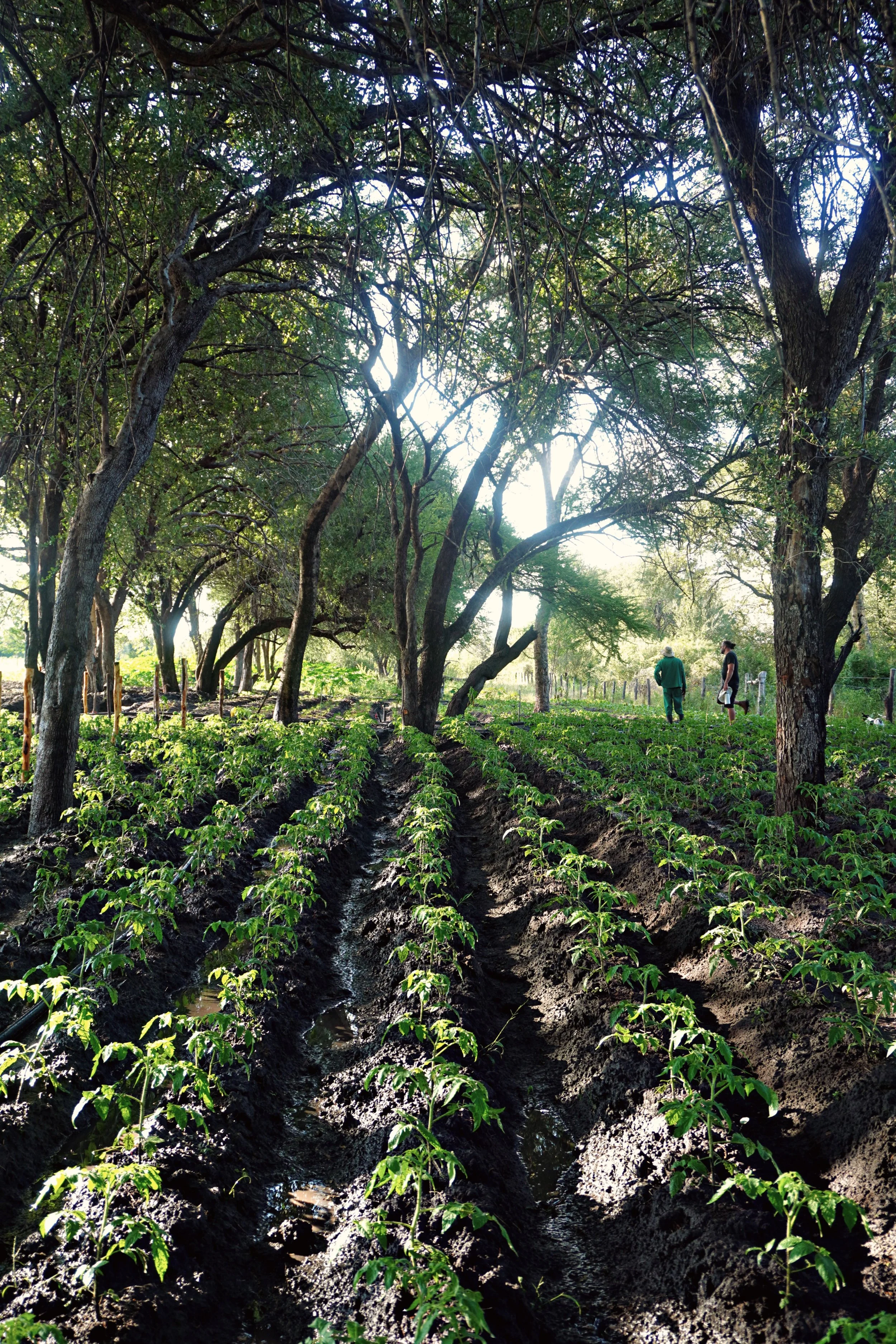 A farm field with rows of green crops, surrounded by trees with twisted branches, and two people walking among the trees in the distance.