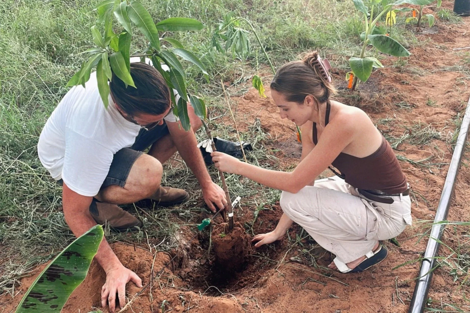 Two women planting a small tree in a garden with red soil; one woman is wearing a brown sleeveless top and white pants, the other man is in a white t-shirt and shorts; both are crouching near the plant.