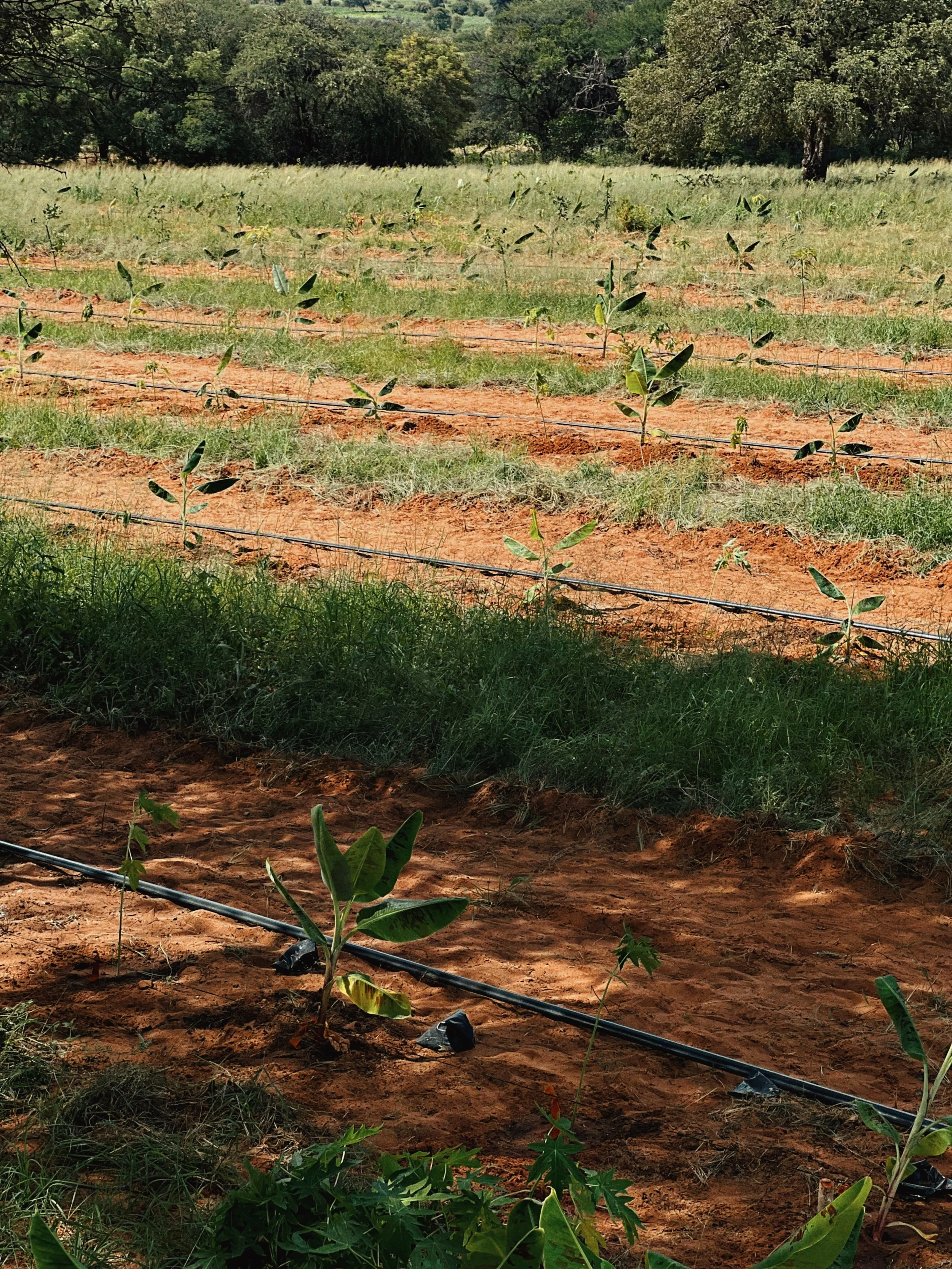Young plants growing in rows in a field with irrigation tubing and trees in the background.