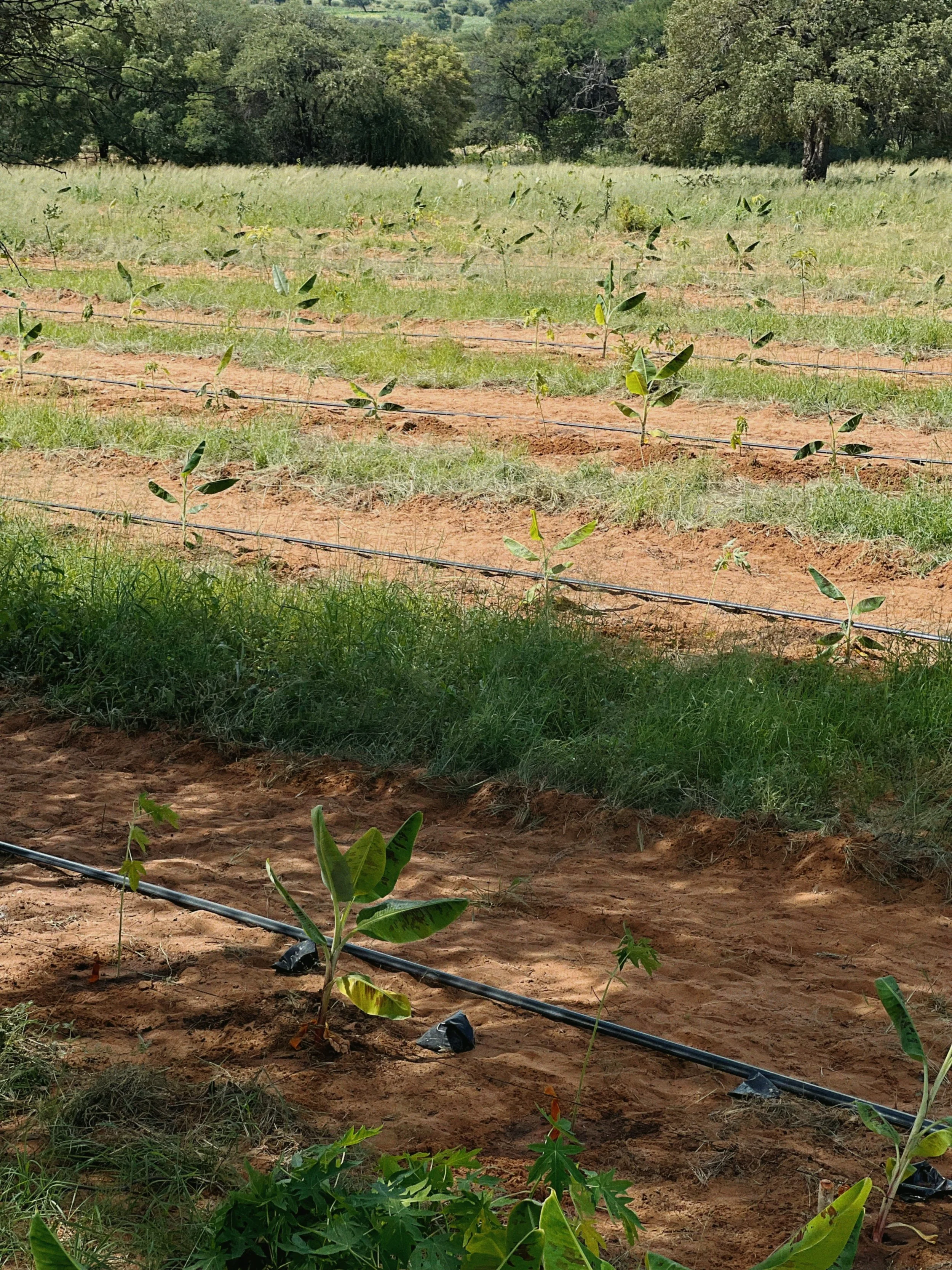 A young plant growing in a field with drip irrigation tubing laid on the soil, and trees in the background.