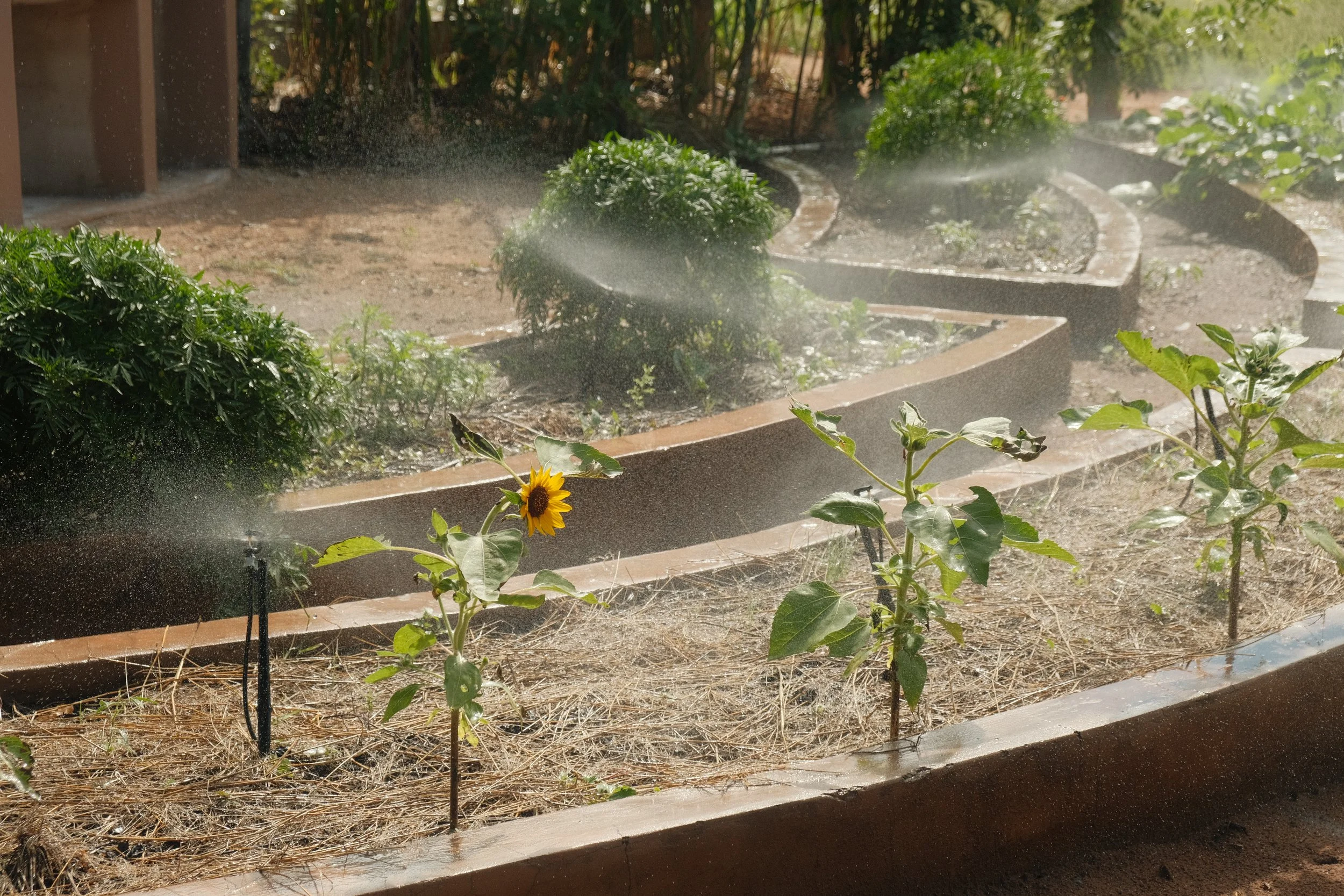 A garden bed with plants being watered by sprinklers, with small shrubs and a sunflower in the foreground, and trees in the background.