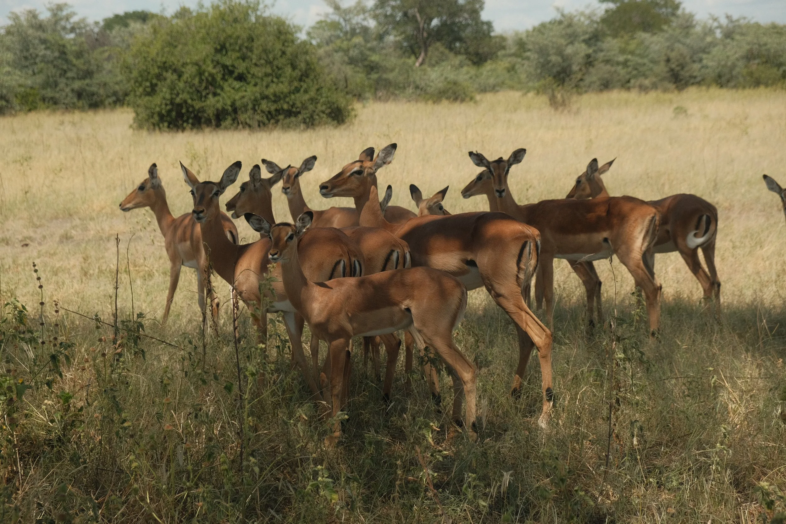 A group of kudu antelopes standing in a grassy field with trees in the background.