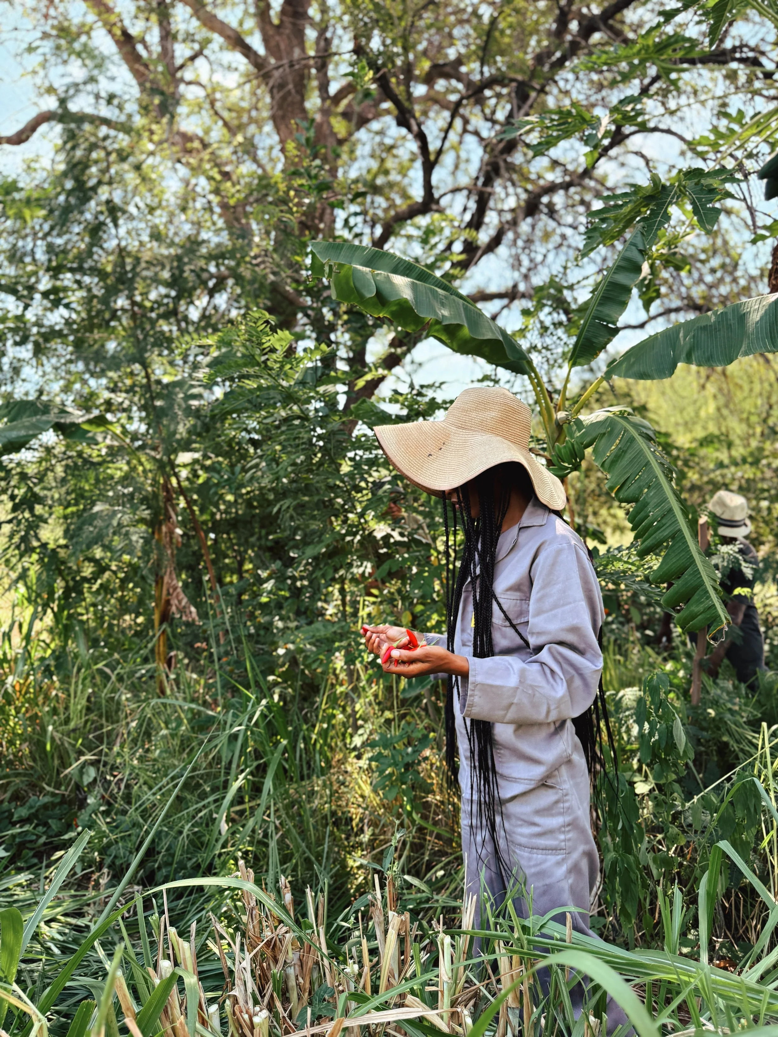 Person wearing a large sun hat and gray outfit walking through a dense green tropical forest or jungle, surrounded by tall grass and leafy trees.