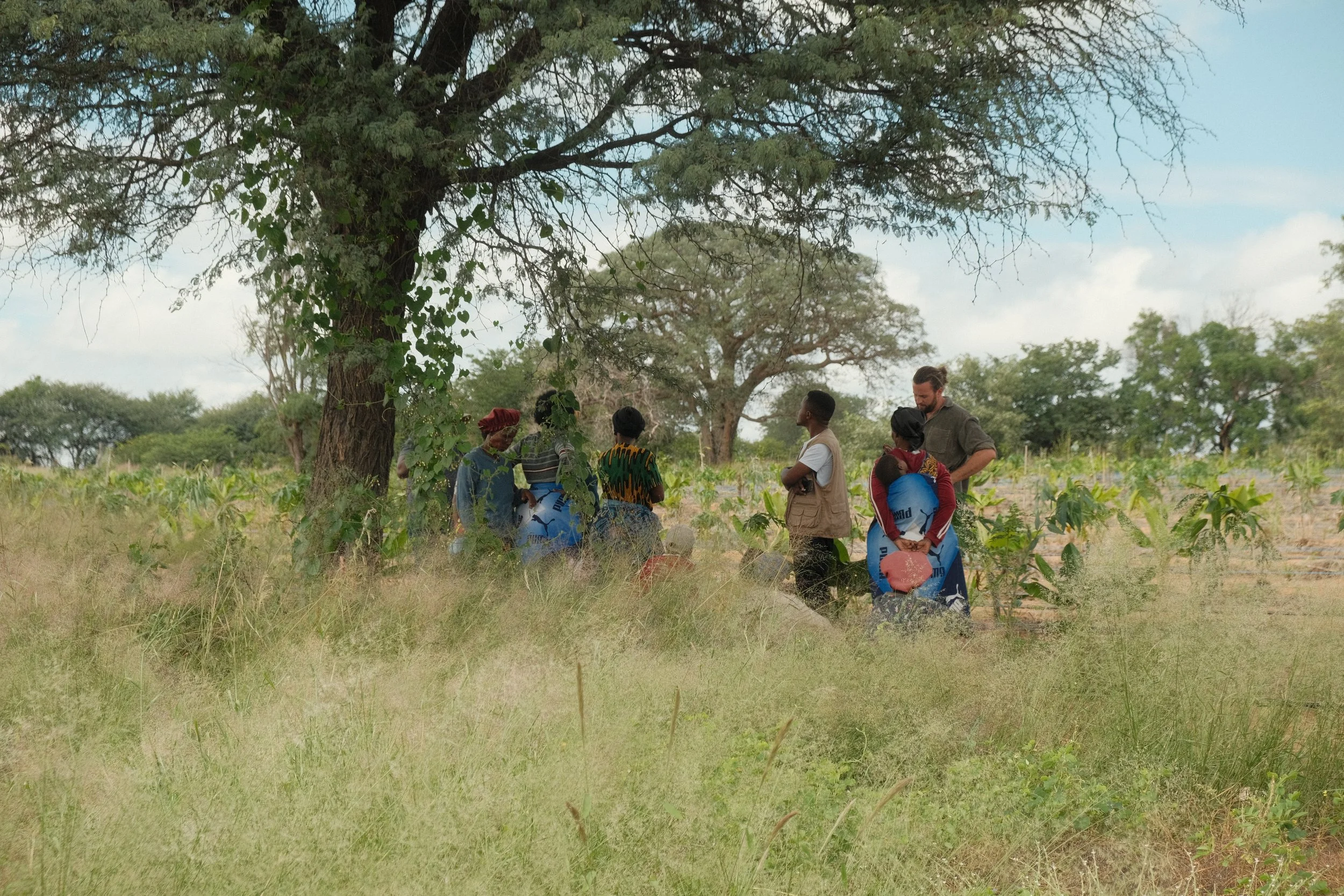 A group of five people, including women and a man, stands under a large tree in a rural area with fields and other trees in the background. They appear to be engaged in conversation, with some holding bags.