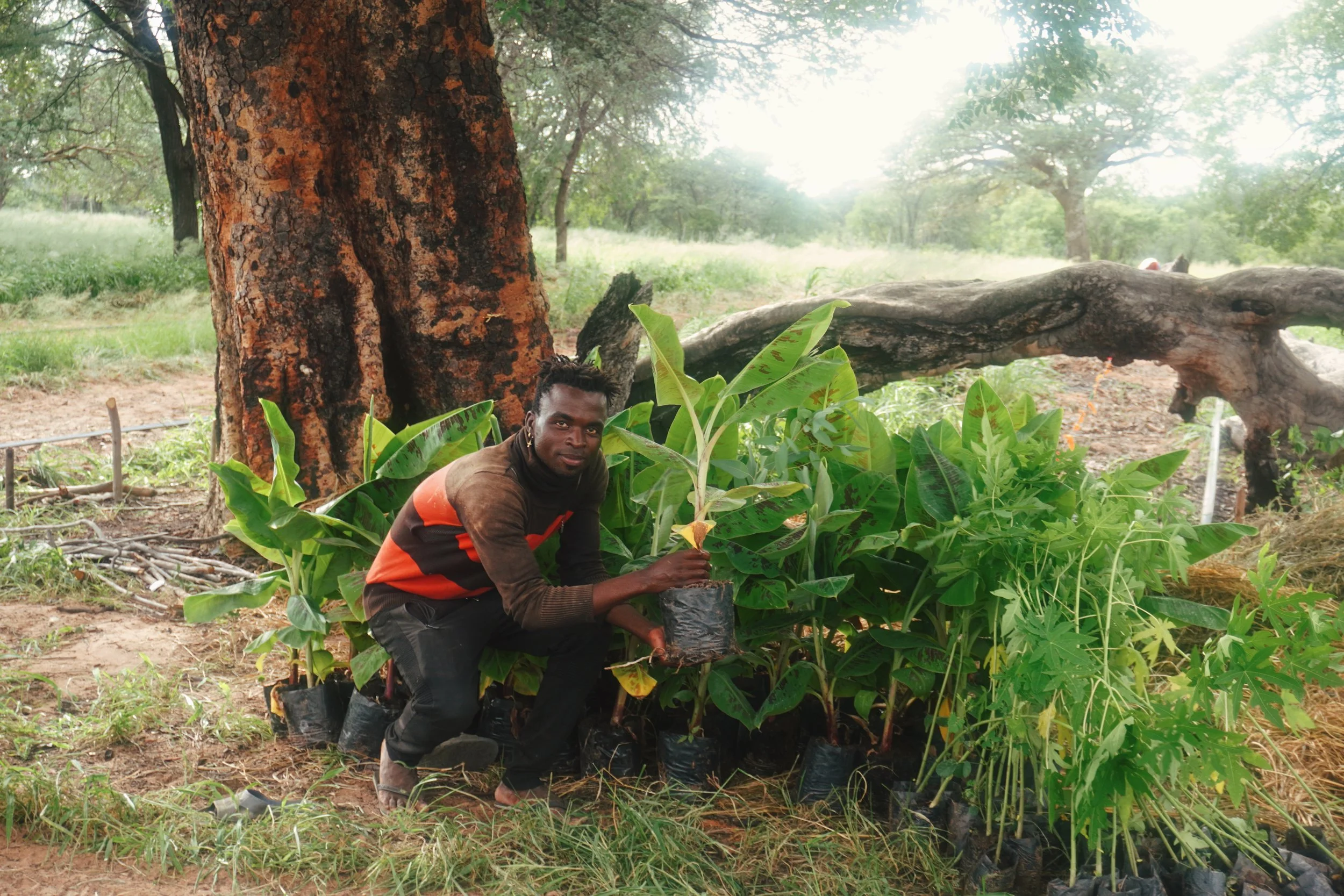 A man planting young green plants in black pots outdoors on a farm, with large trees and sunlight in the background.