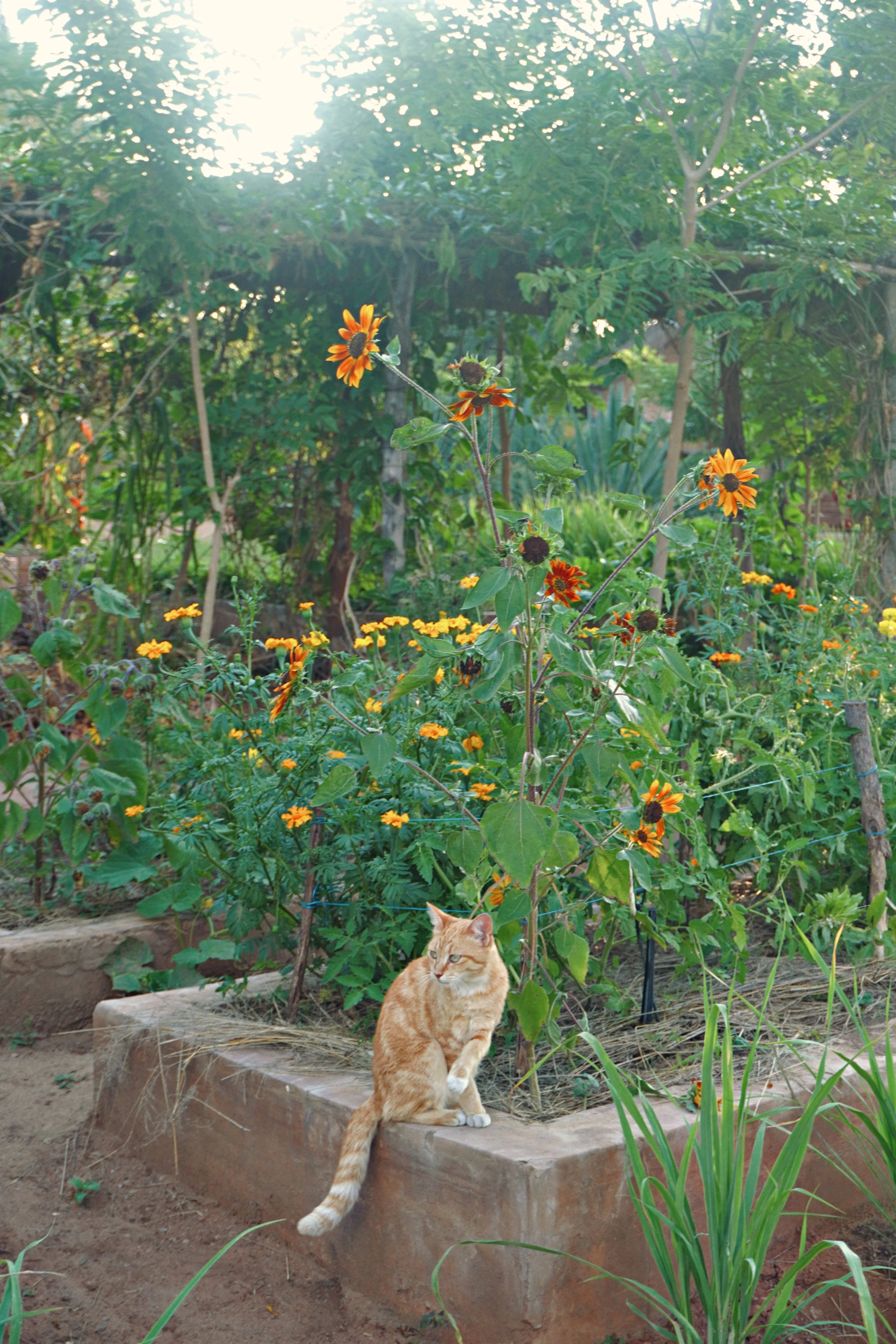 An orange tabby cat sitting on a stone ledge in a lush garden with various green plants and flowers, including tall sunflowers, under dappled sunlight.