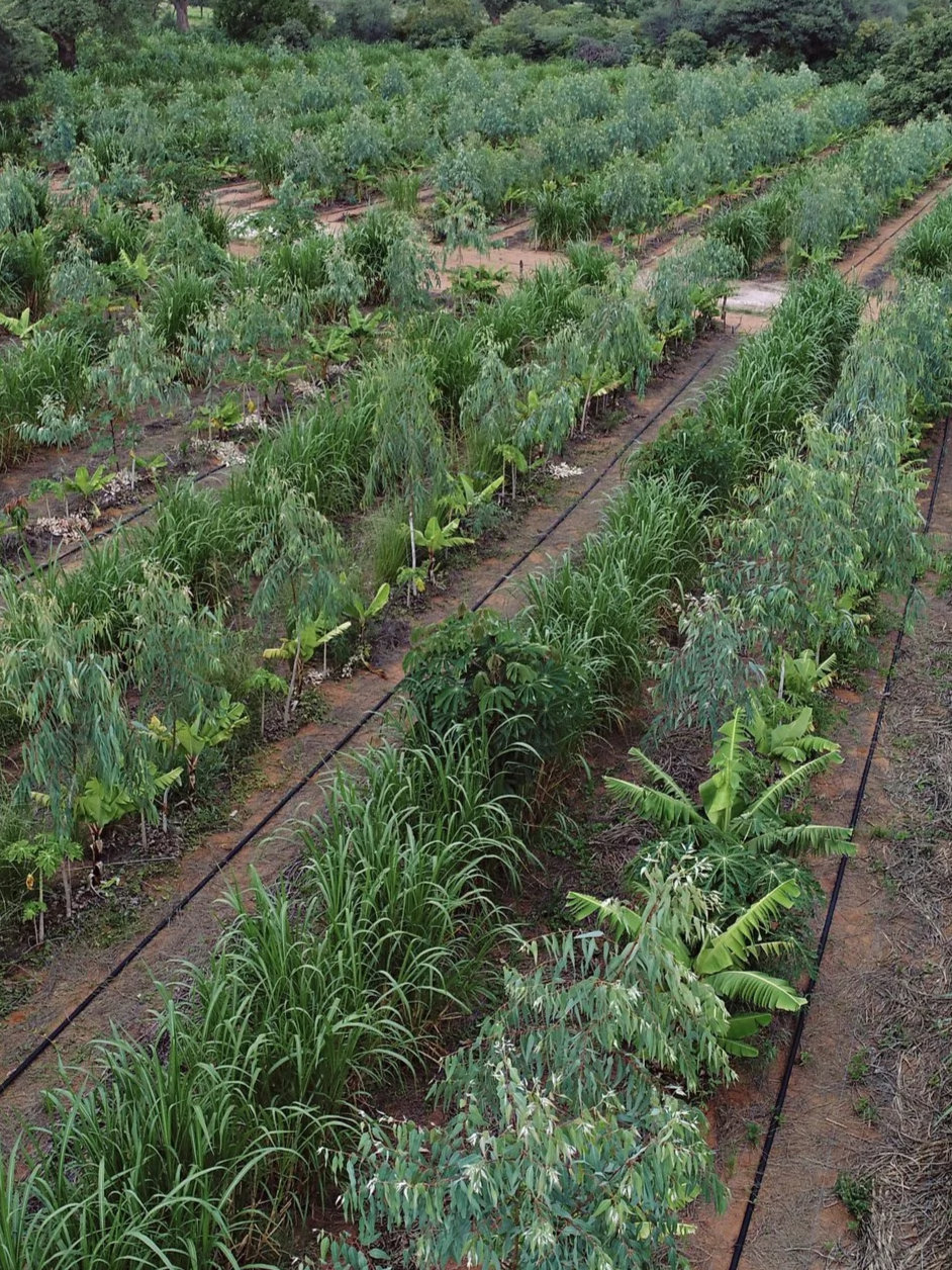 A farm with multiple rows of various green crops such as trees, grass, and plants, organized in neat lines under a cloudy sky.