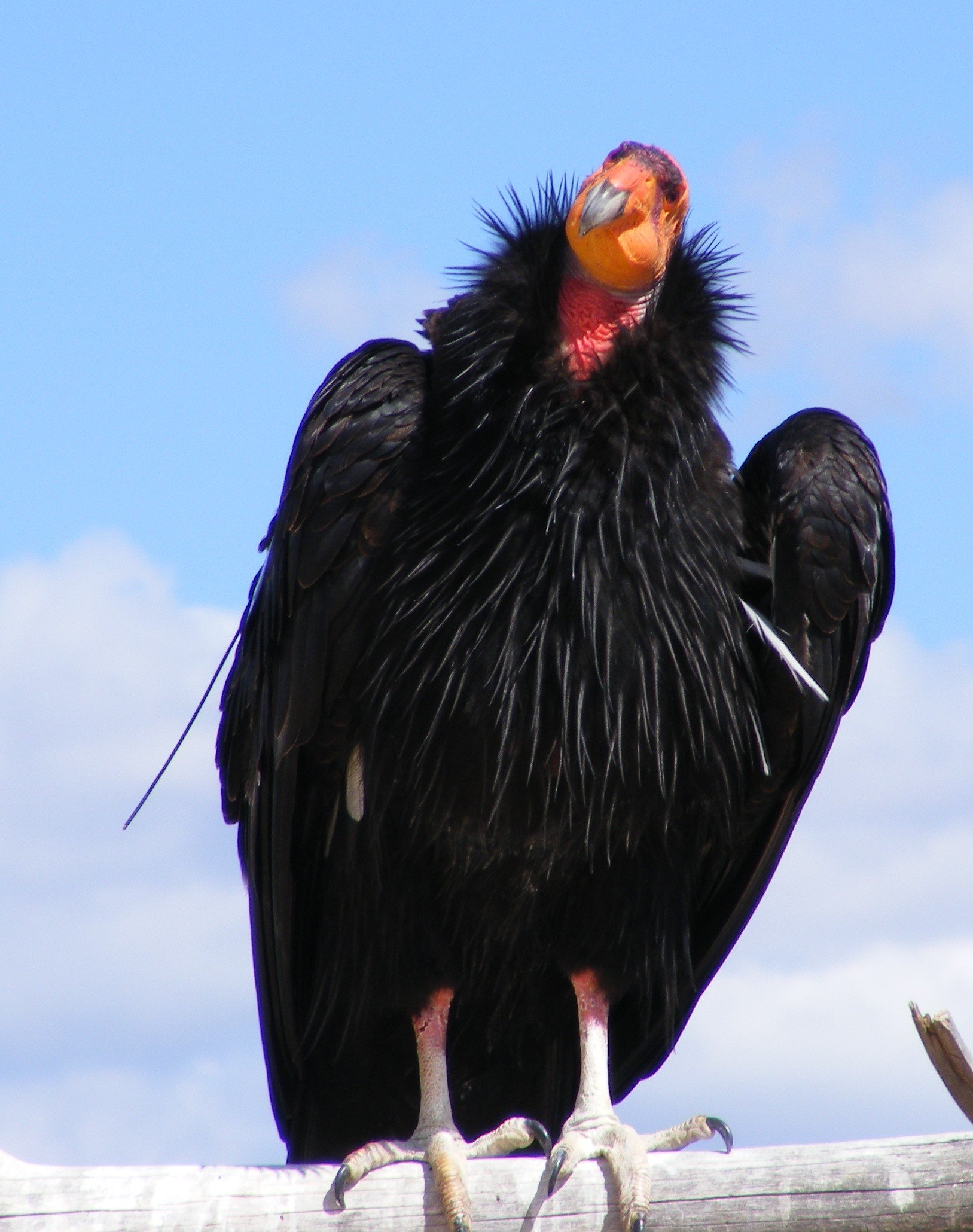 Wildlife Animal Welfare