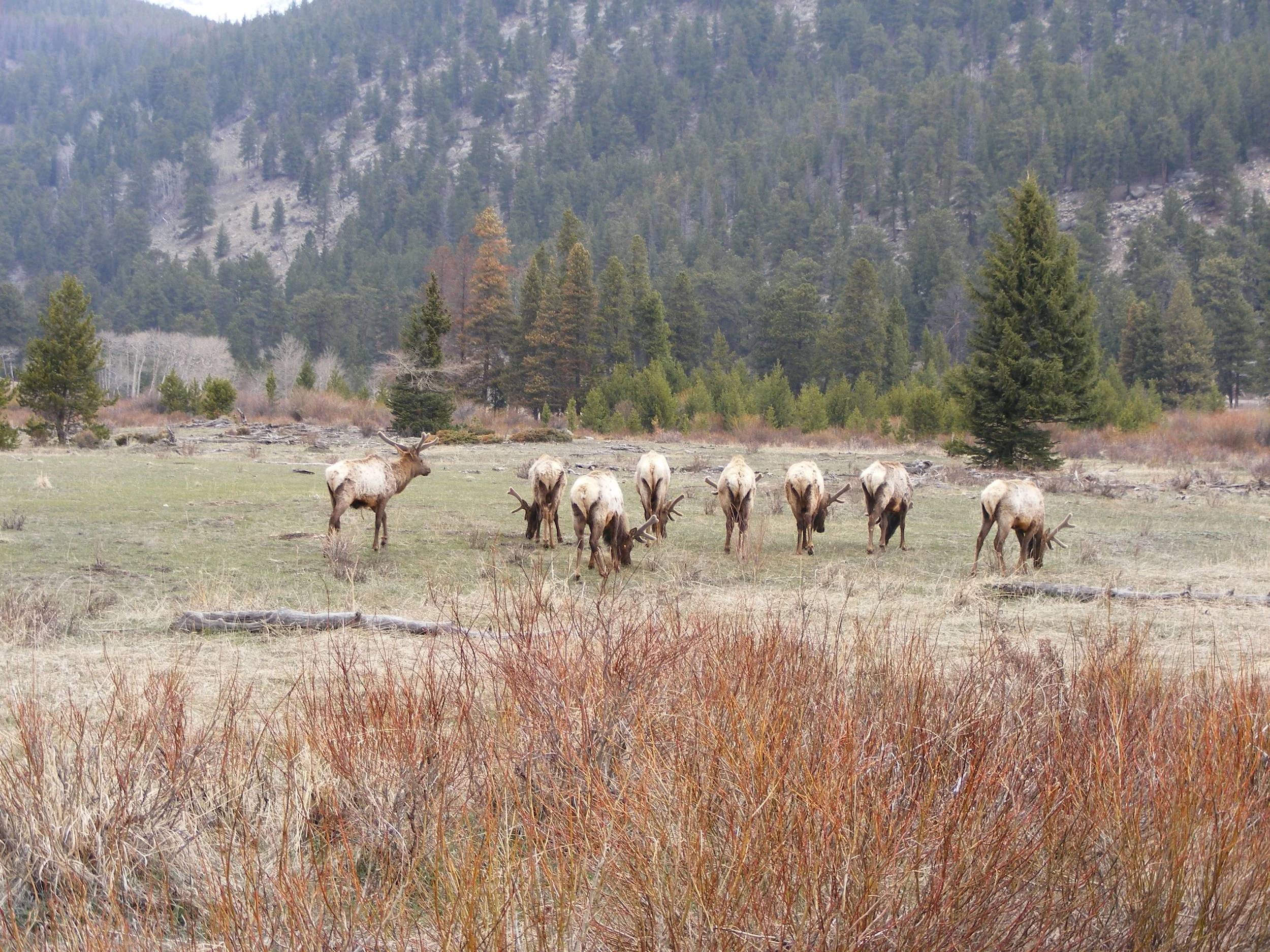 Wildlife Veterinary Medicine