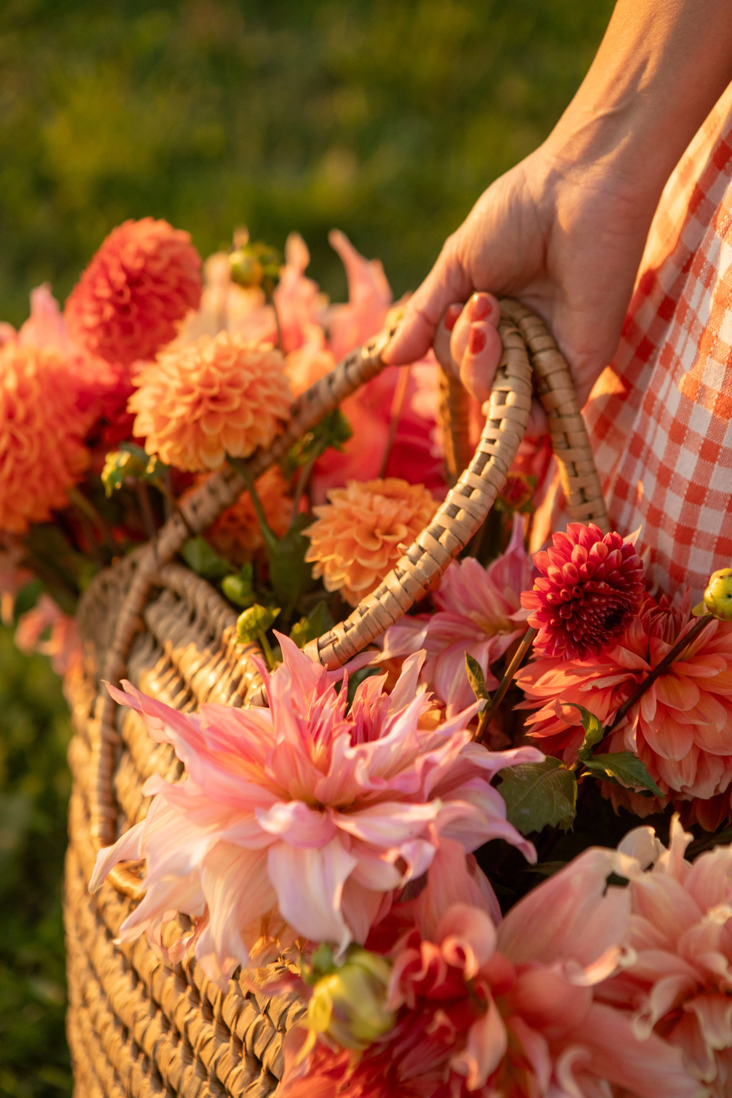 Eine nahaufnahme einer Hand, die einen Korb voller pinker und orangefarbener Dahlien hält. Im Hintergrund ist grünes Gras bei Sonnenuntergang zu sehen.